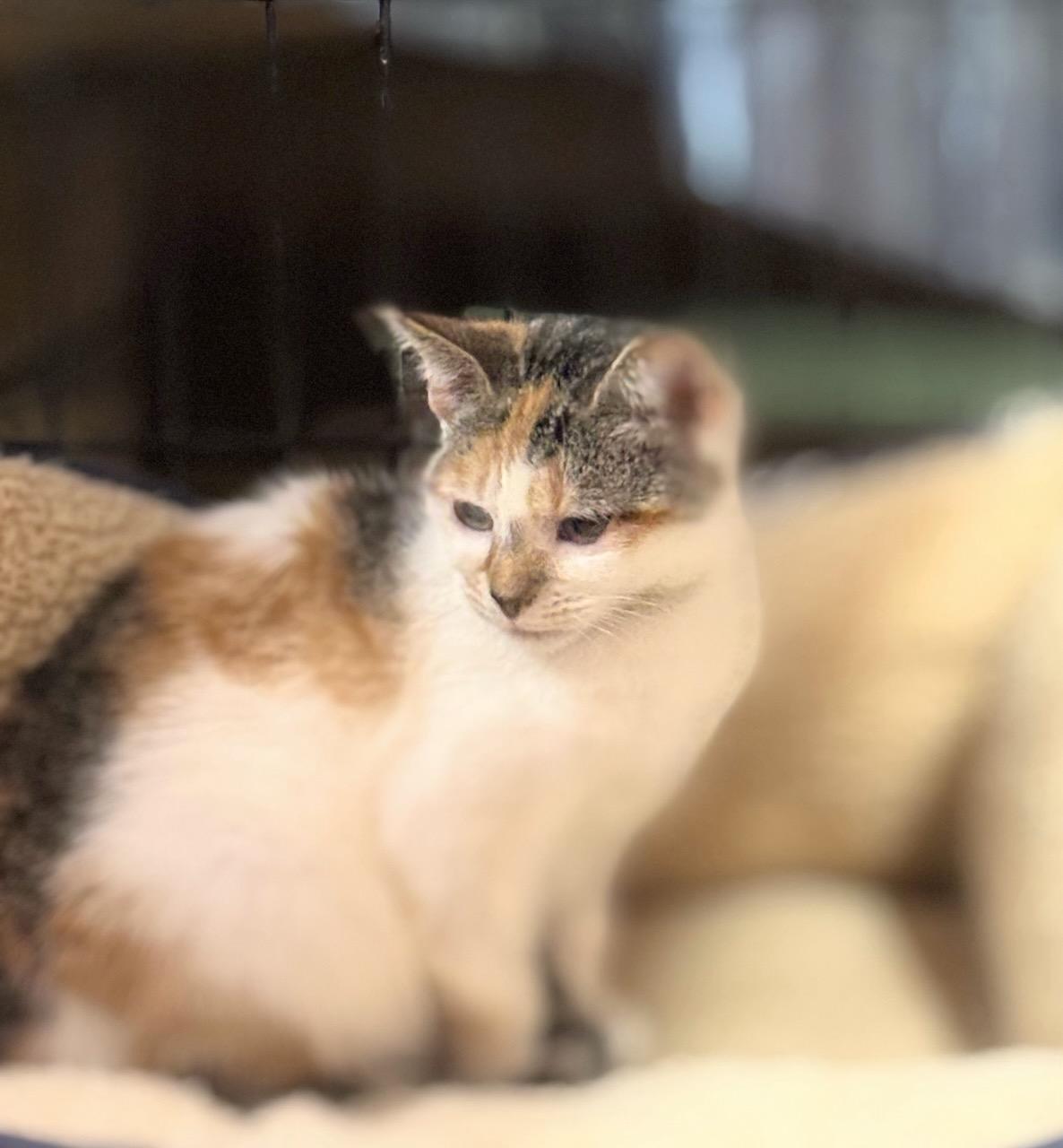 Enlarge Caramel, a Adoptable American Shorthair in Concord, NC image 4/5