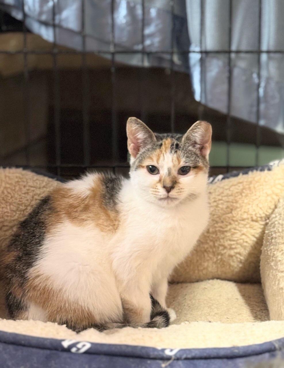 Enlarge Caramel, a Adoptable American Shorthair in Concord, NC image 2/5