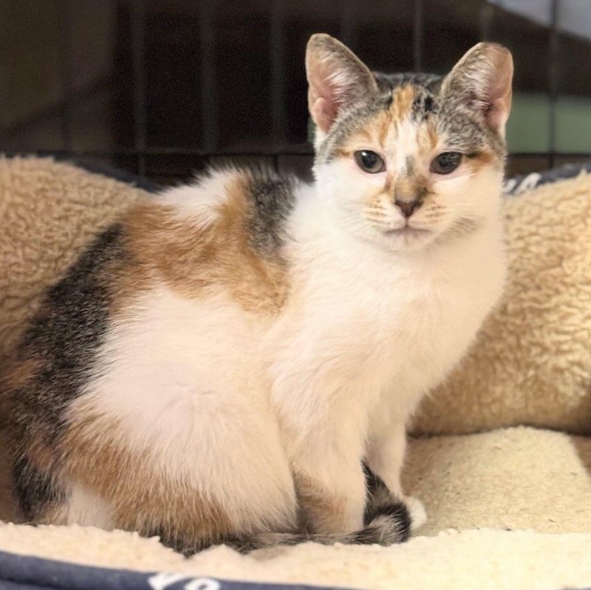 Caramel, an adopted American Shorthair in Concord, NC image 3/6