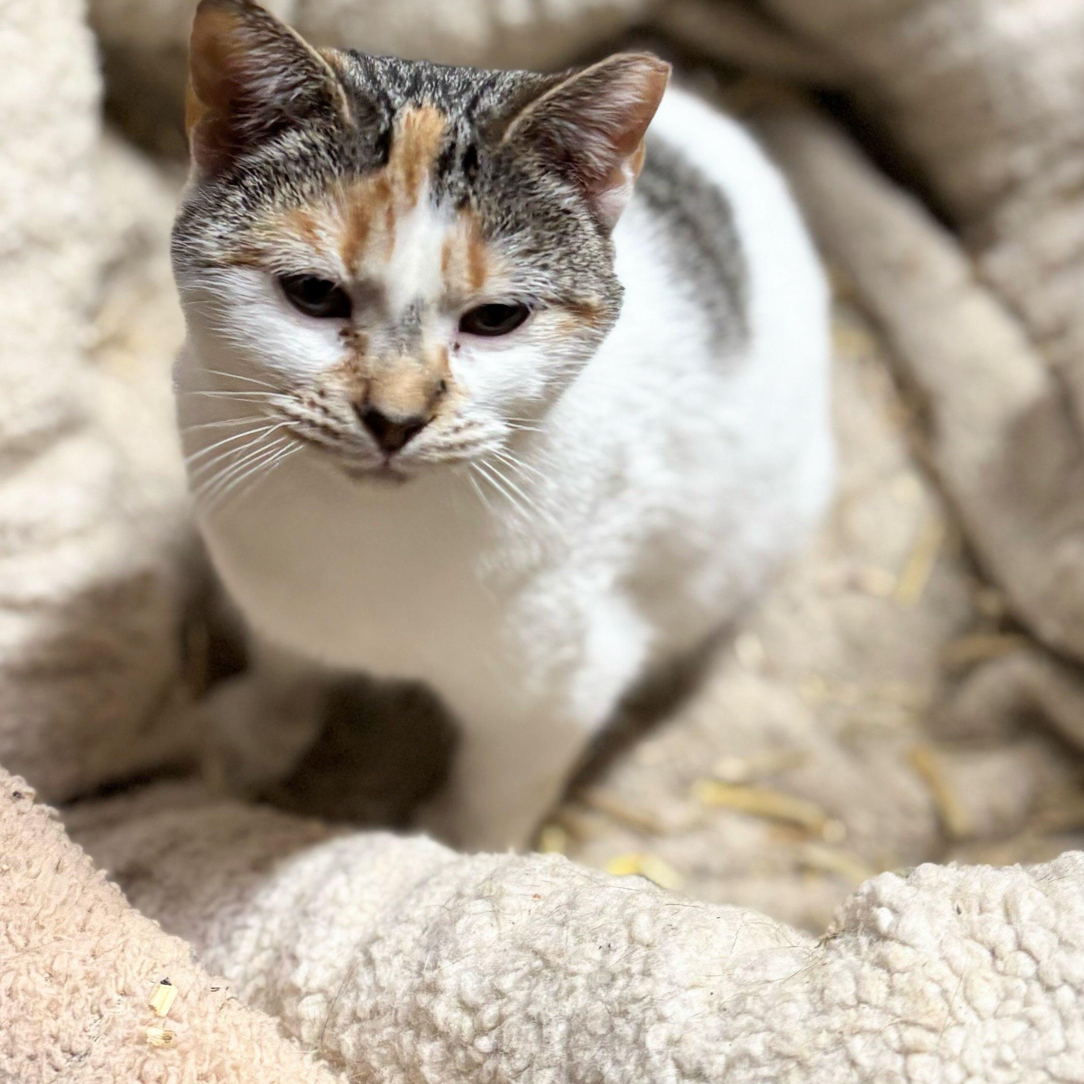 Caramel, an adopted American Shorthair in Concord, NC image 6/6