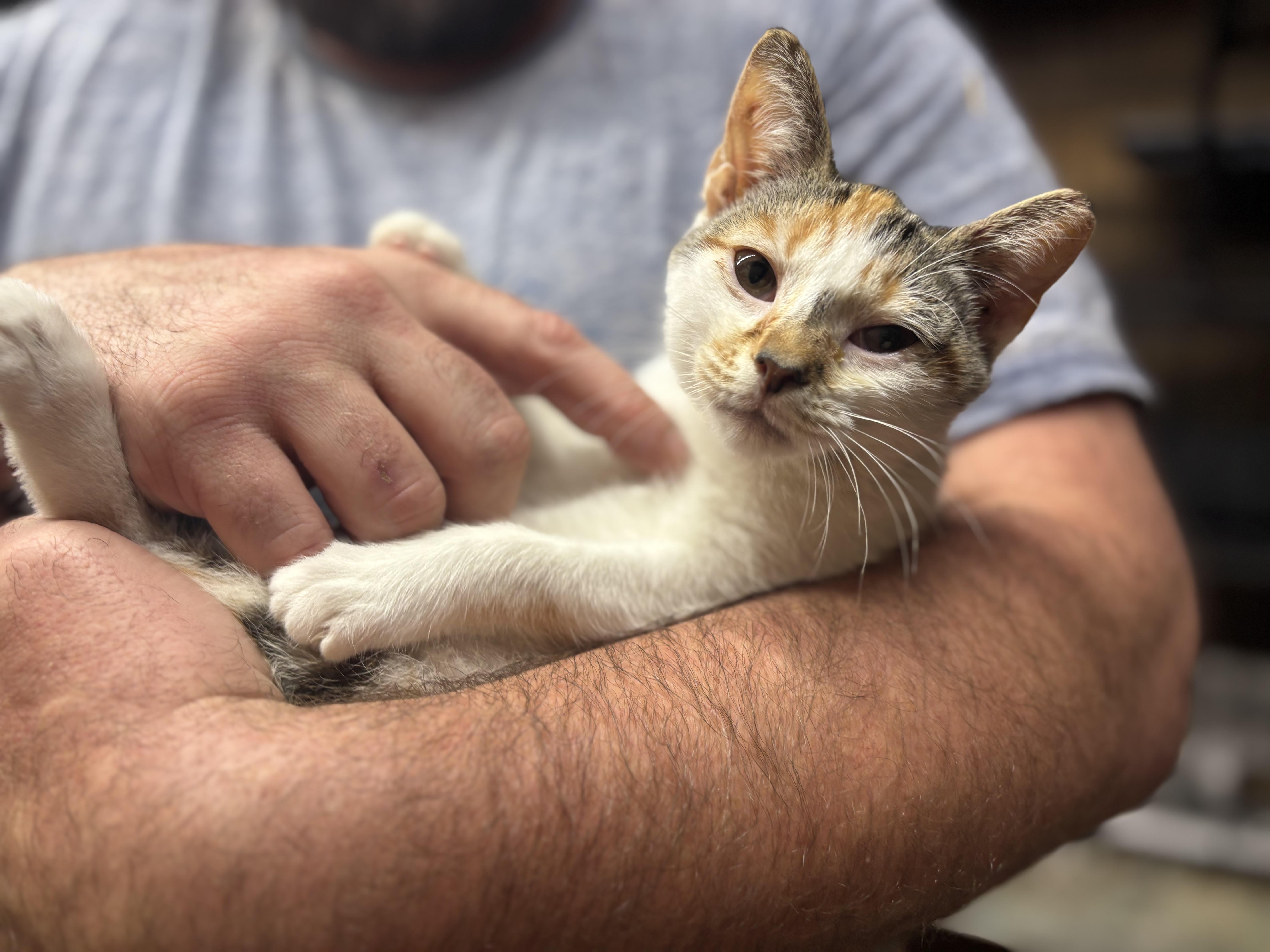 Caramel, Adoptable, Kitten Female American Shorthair.