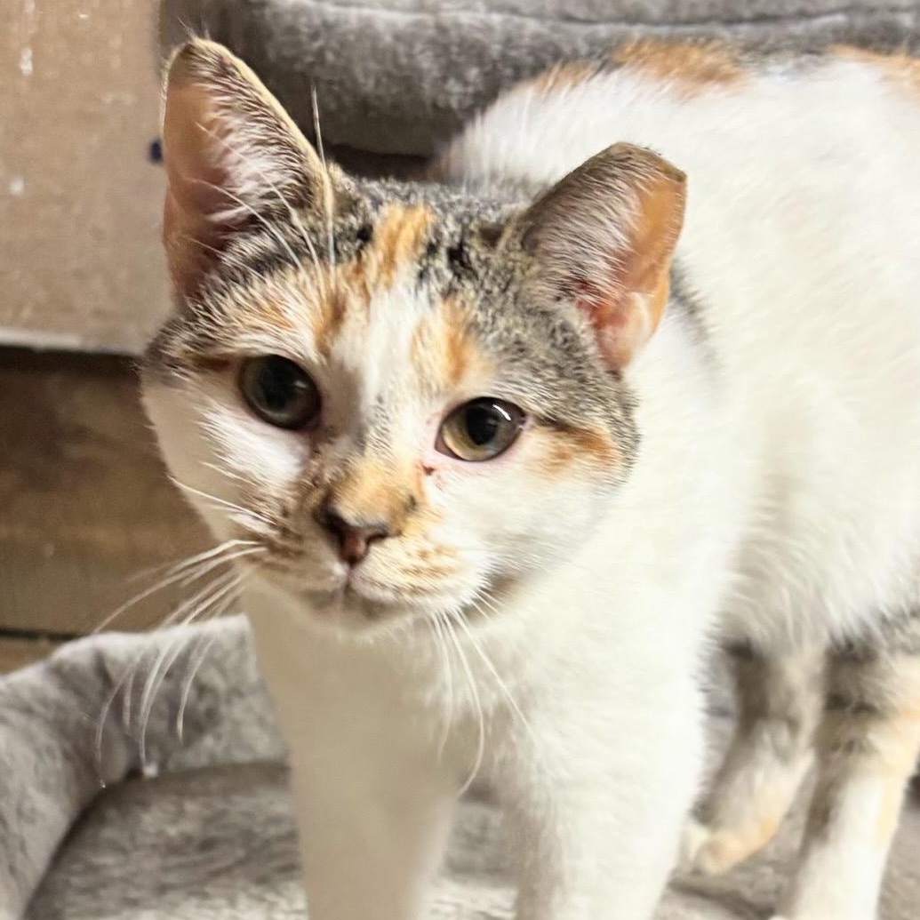 Caramel, an adopted American Shorthair in Concord, NC image 1/6