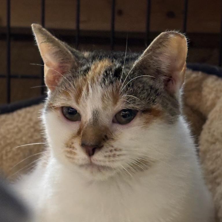 Caramel, an adopted American Shorthair in Concord, NC image 4/6
