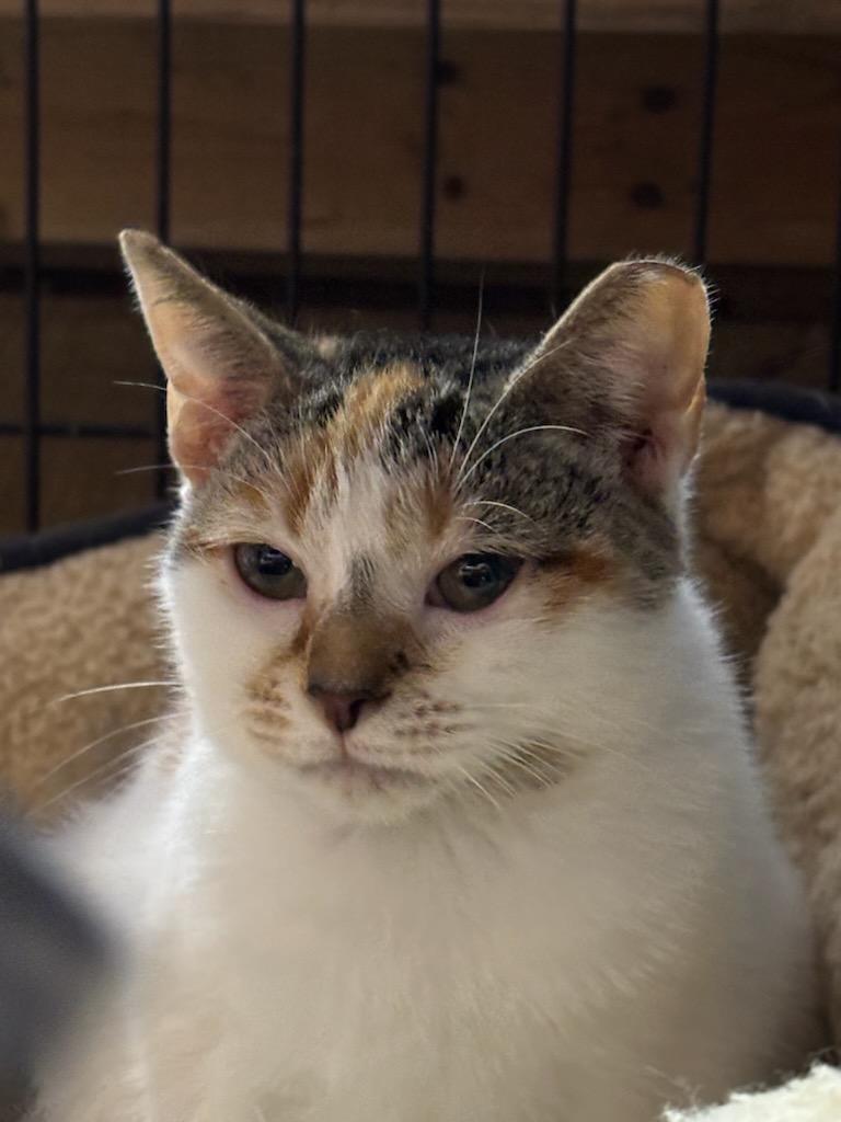 Enlarge Caramel, a Adoptable American Shorthair in Concord, NC image 5/5