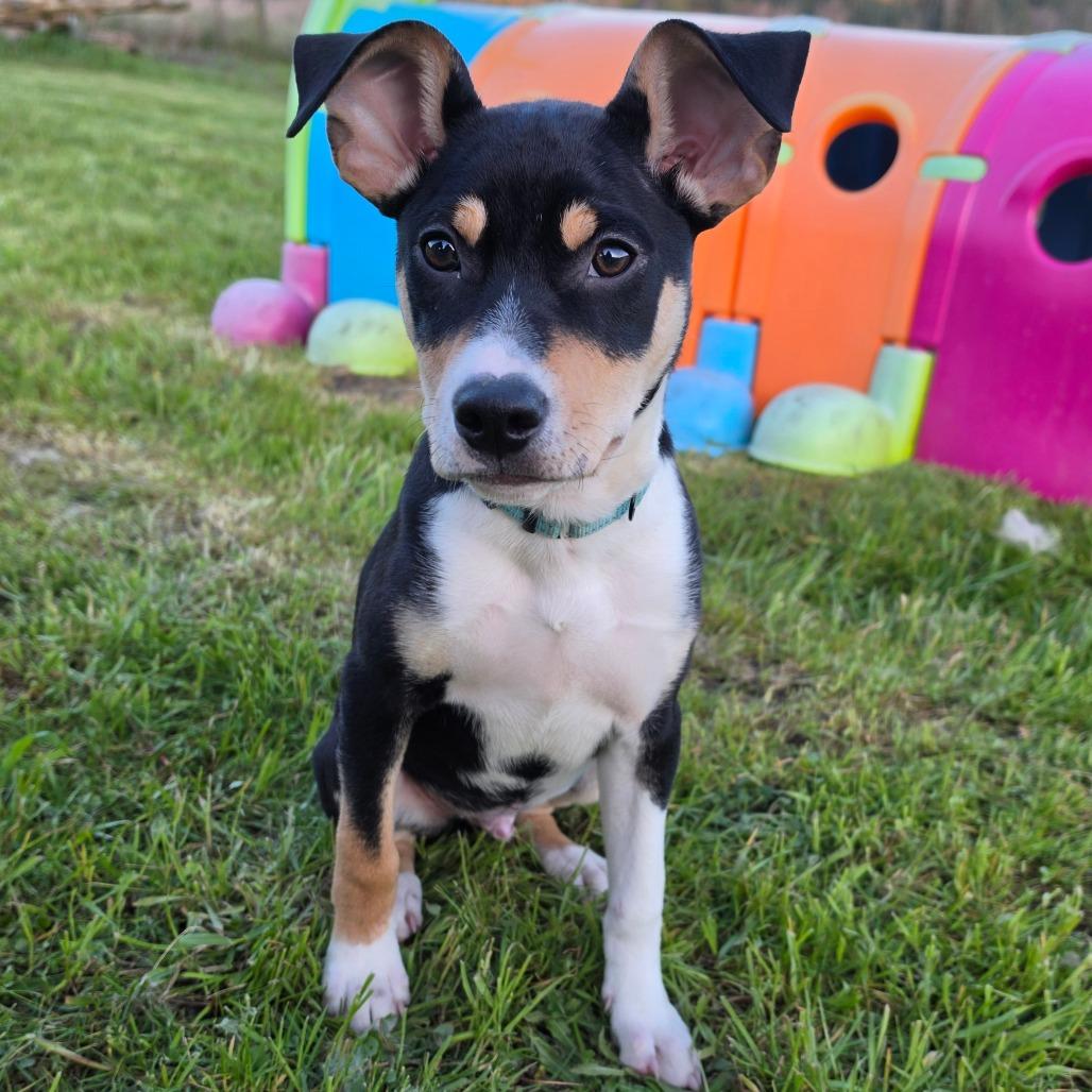 Enlarge Gideon, a Adoptable Mixed Breed in Centralia, WA image 1/6