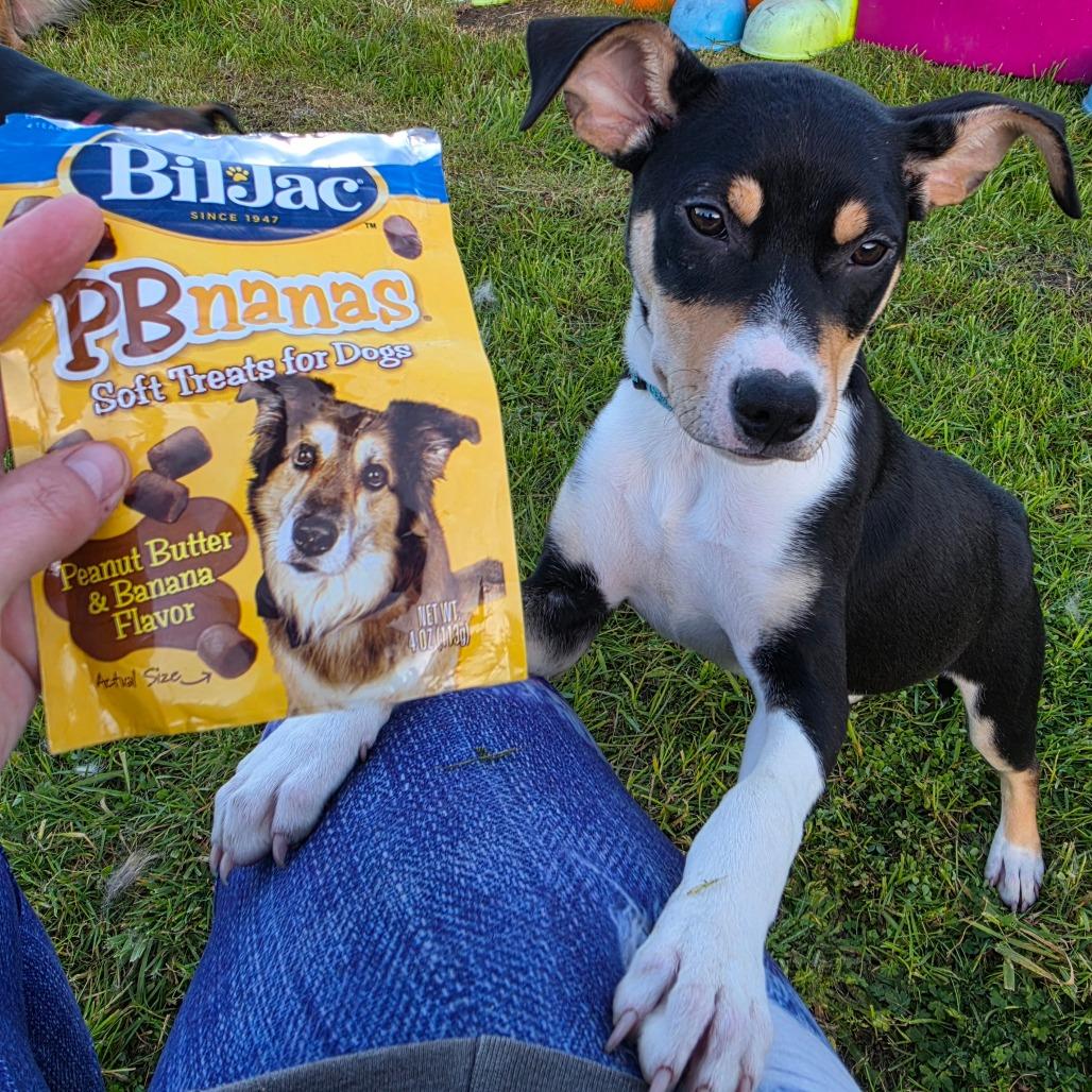 Enlarge Gideon, a Adoptable Mixed Breed in Centralia, WA image 2/6
