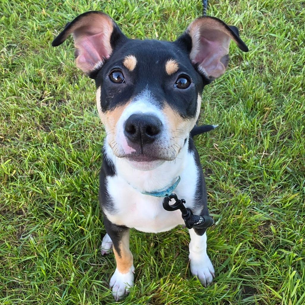 Enlarge Gideon, a Adoptable Mixed Breed in Centralia, WA image 3/6