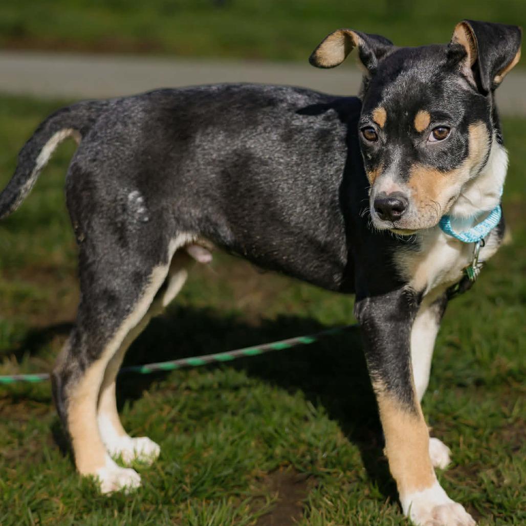 Enlarge Gideon, a Adoptable Mixed Breed in Centralia, WA image 4/6