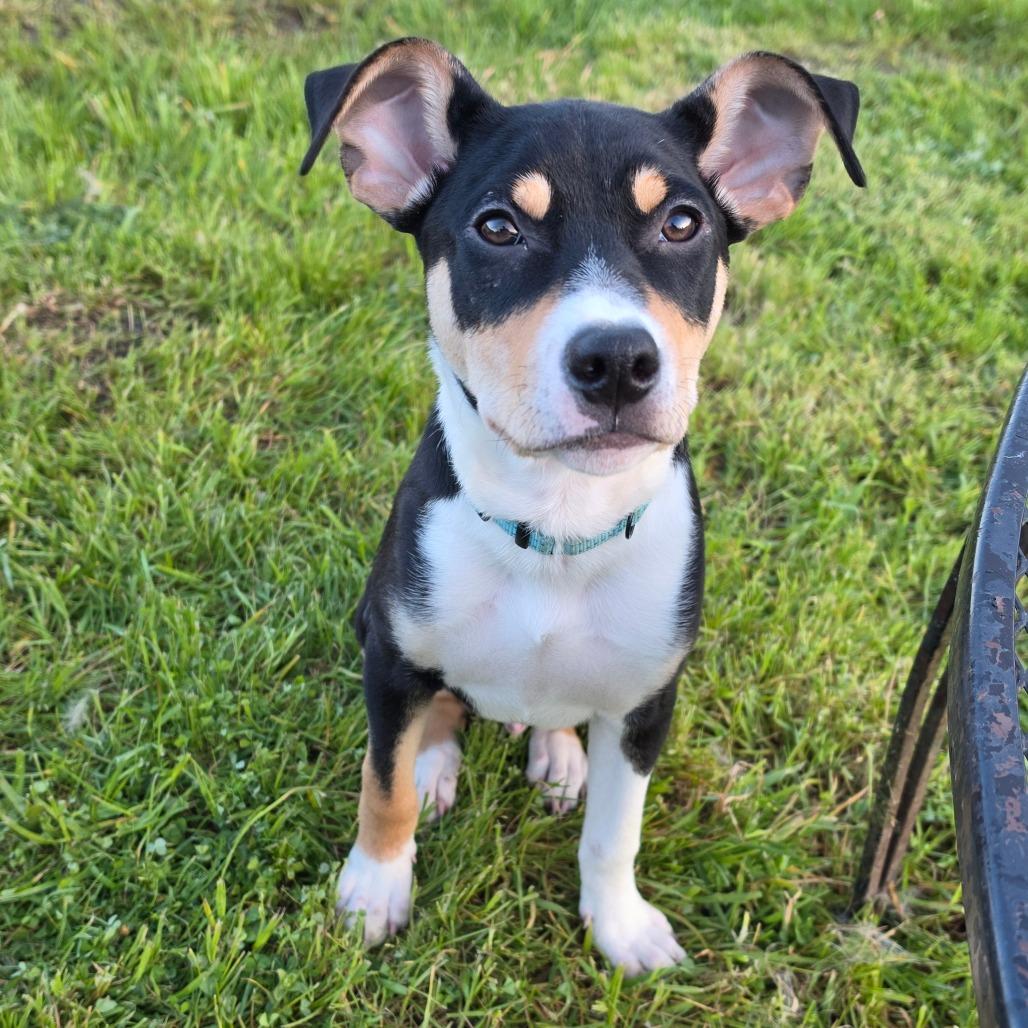 Enlarge Gideon, a Adoptable Mixed Breed in Centralia, WA image 5/6