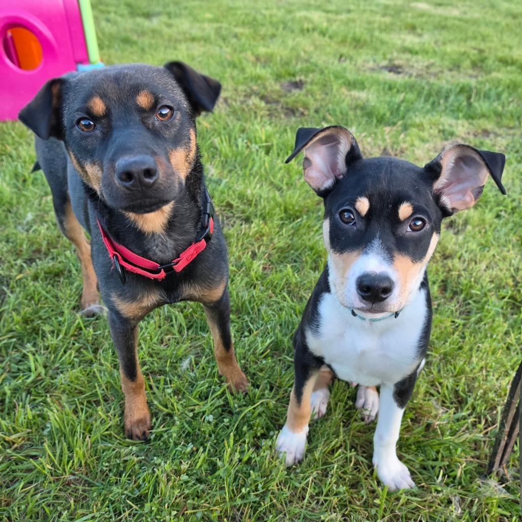 Enlarge Gideon, a Adoptable Mixed Breed in Centralia, WA image 6/6