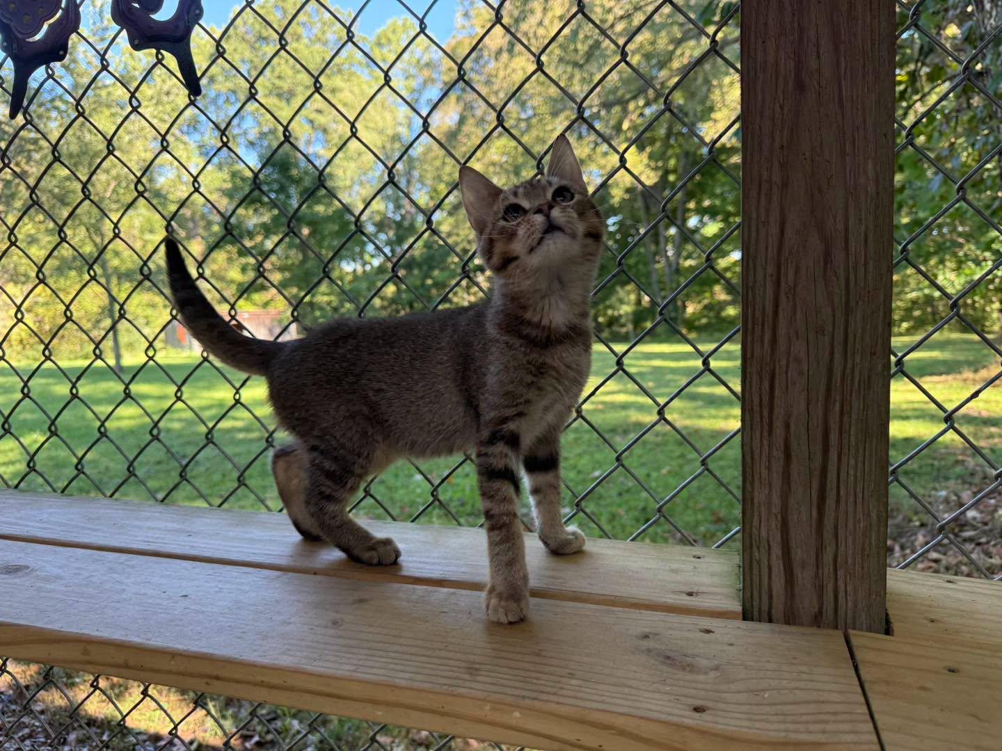 Enlarge Homer, a Adopted Tabby in Richmond Dale, OH image 1/5