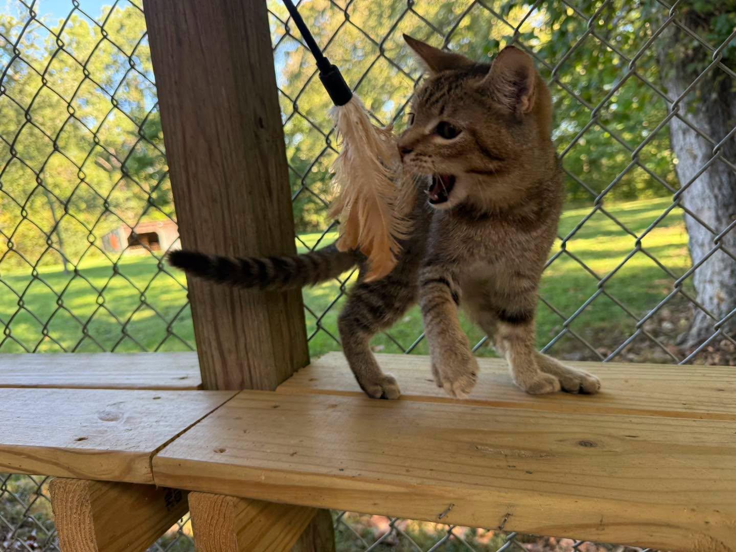 Enlarge Homer, a Adopted Tabby in Richmond Dale, OH image 2/5