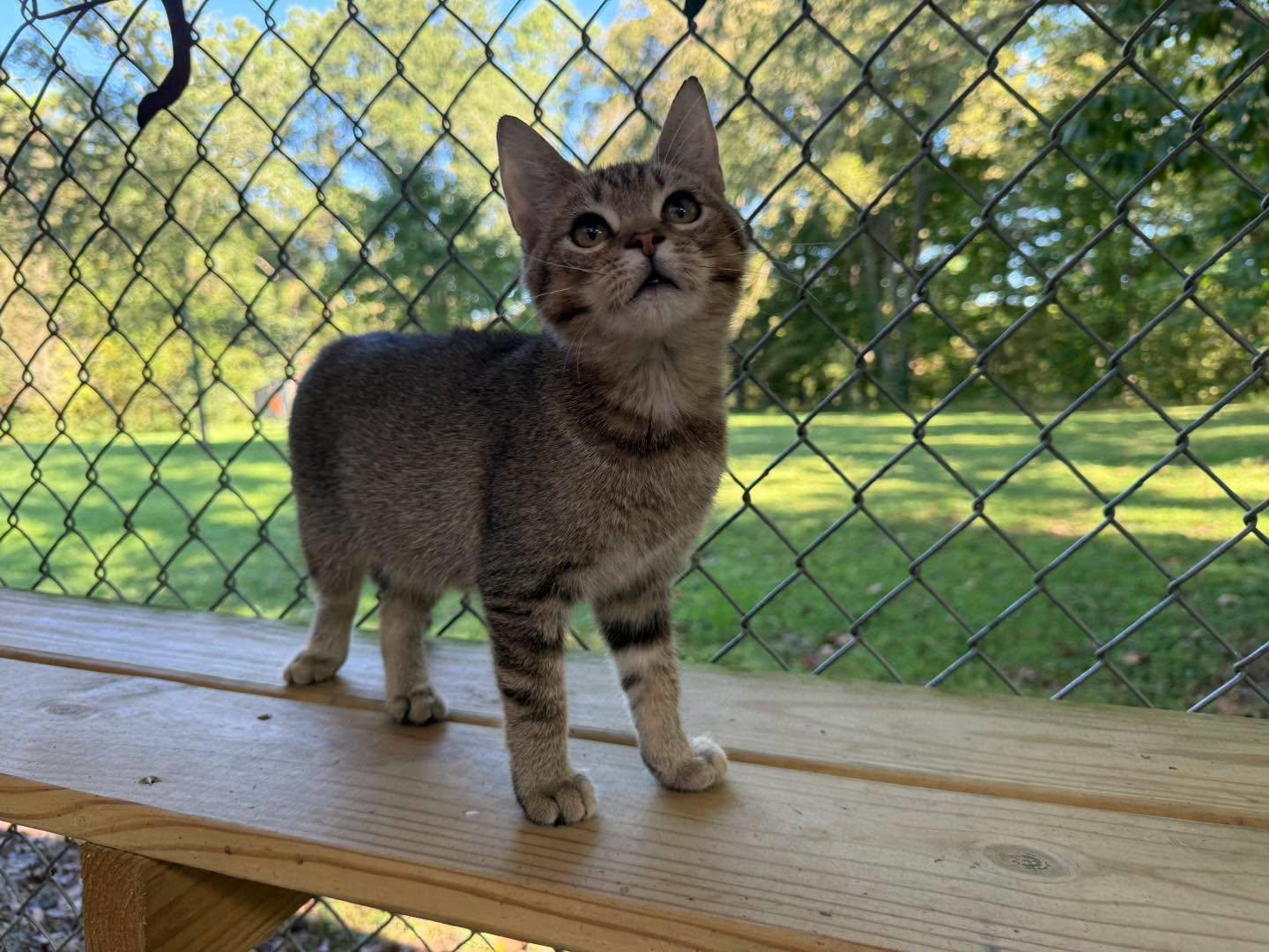 Enlarge Homer, a Adopted Tabby in Richmond Dale, OH image 3/5