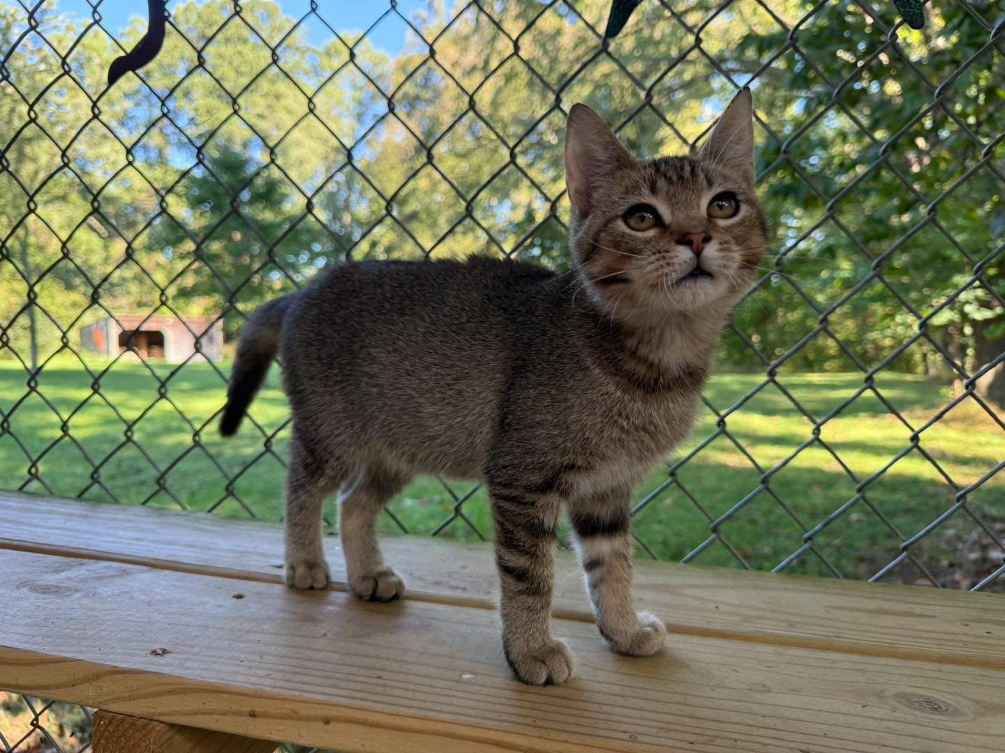 Enlarge Homer, a Adopted Tabby in Richmond Dale, OH image 4/5
