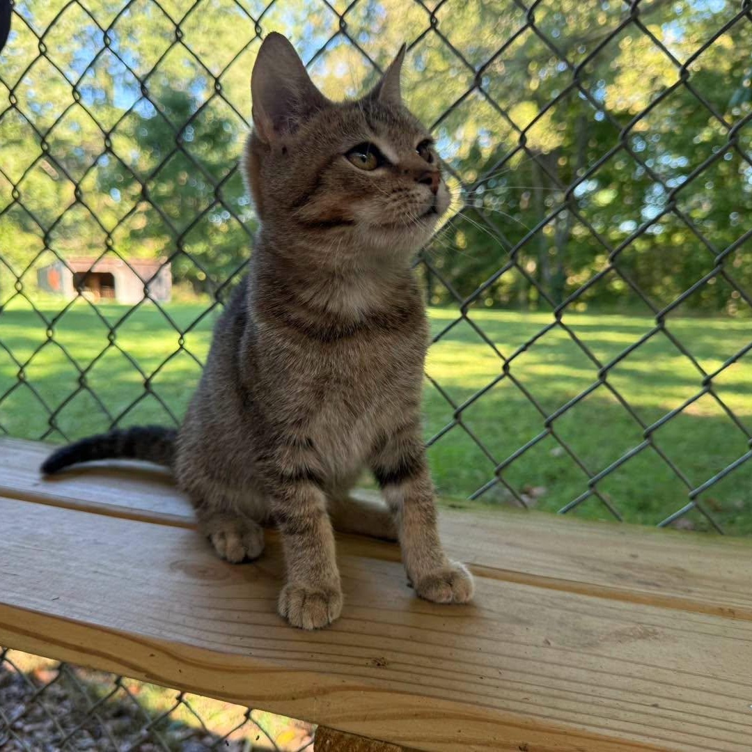 Enlarge Homer, a Adopted Tabby in Richmond Dale, OH image 5/5