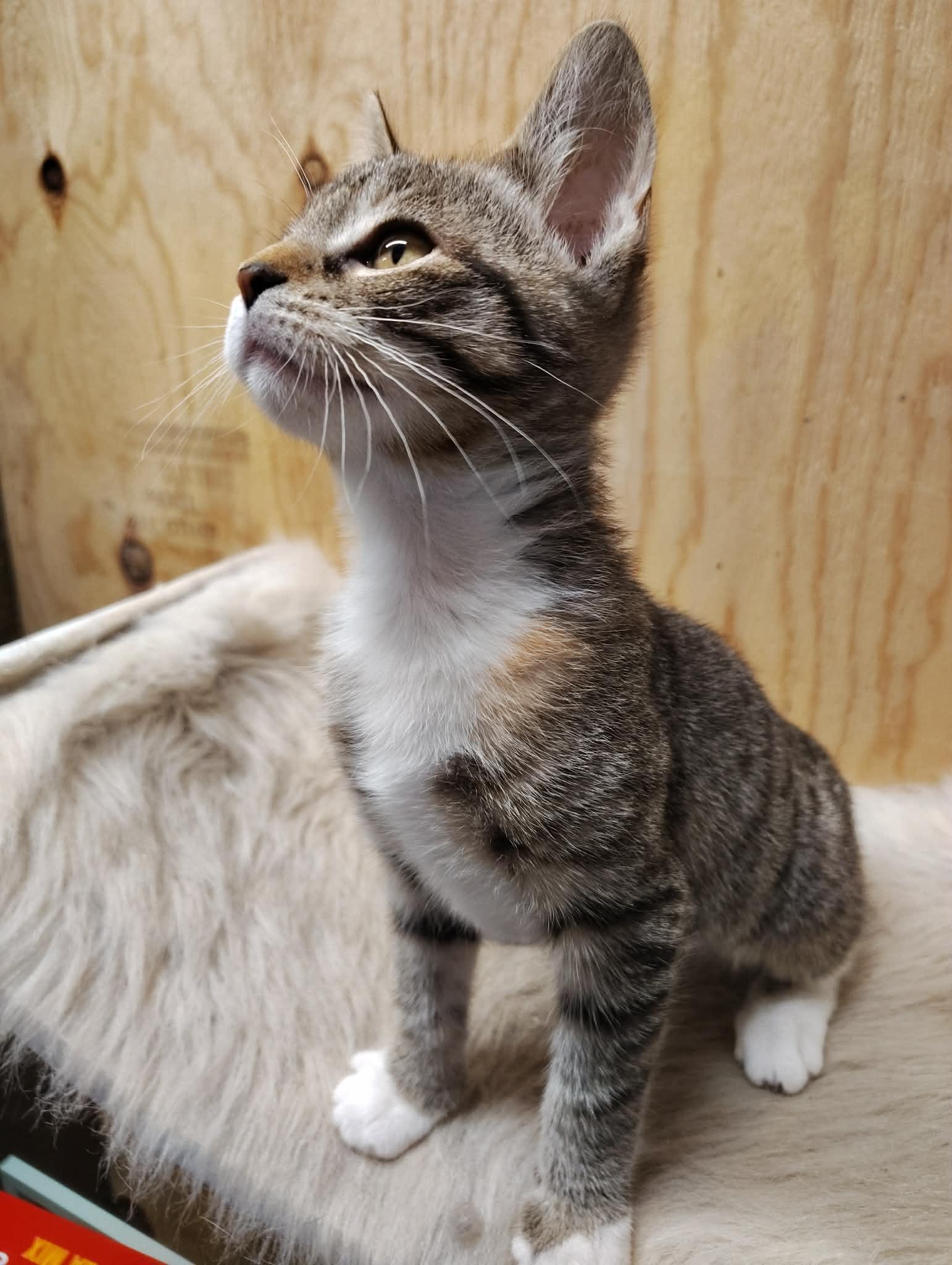 Tiggy, adoptable, Kitten Female Domestic Short Hair.