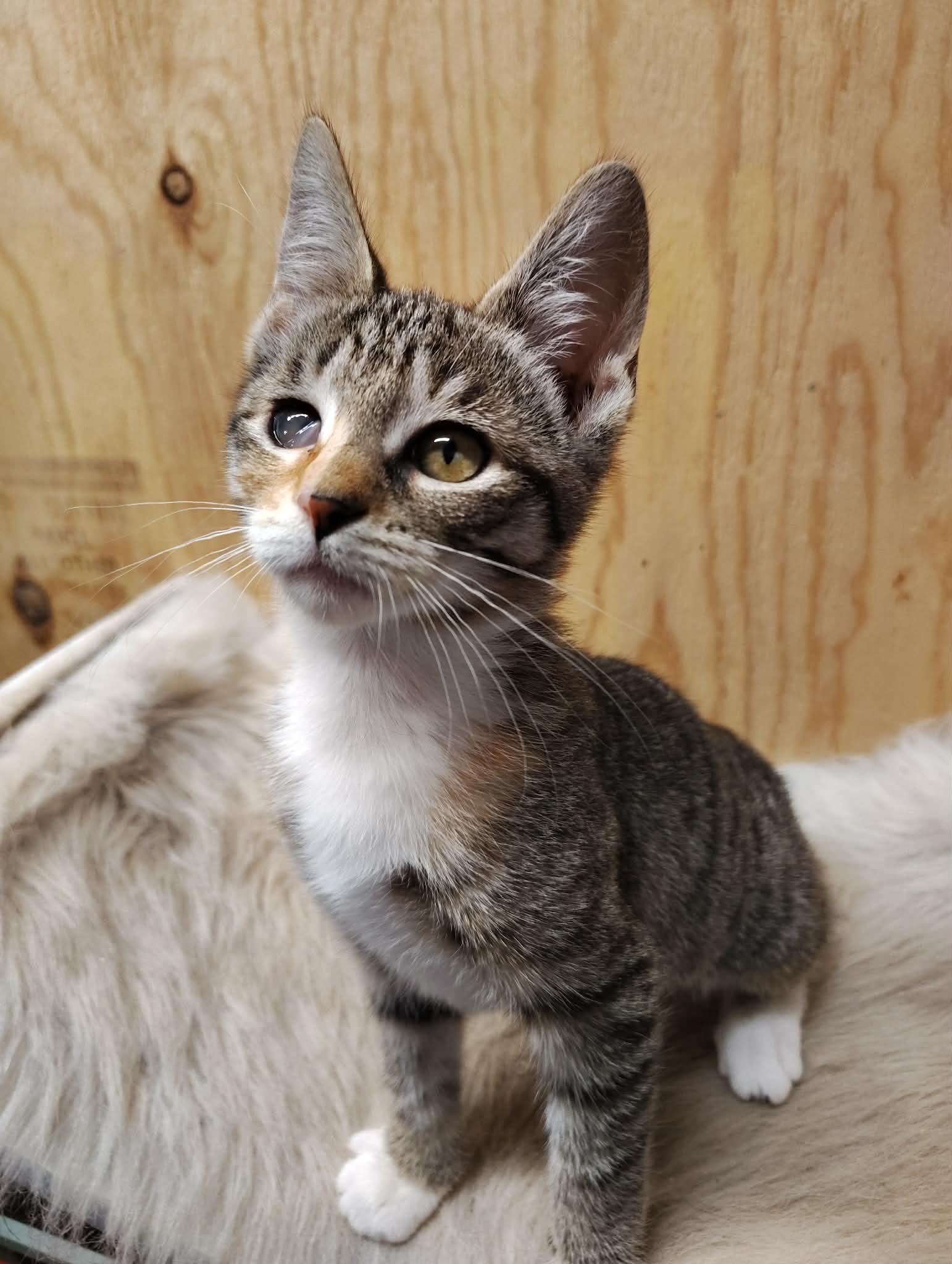 Tiggy, an adoptable mixed breed in Oakville, WA image 3/6