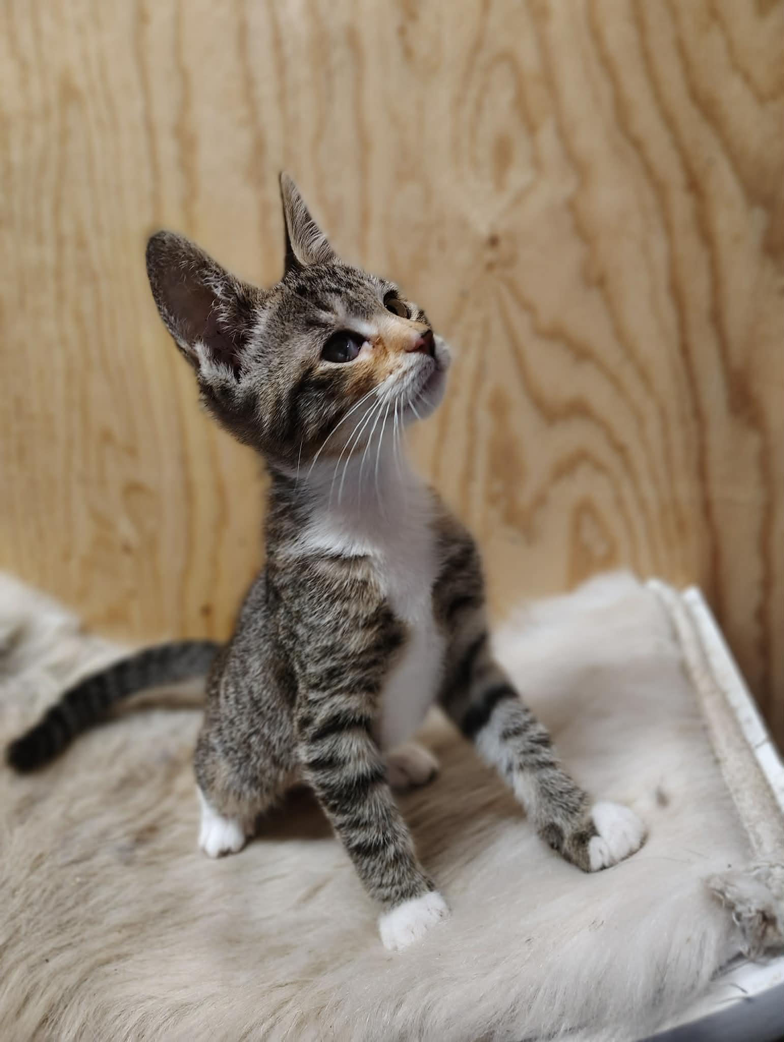 Tiggy, an adoptable mixed breed in Oakville, WA image 4/6