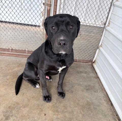 Eustice, Adoptable, Young Male Labrador Retriever & Boxer.