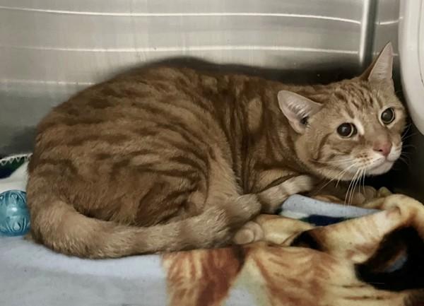 Enlarge Ginger, a Adoptable mixed breed in Staten Island, NY image 1/1