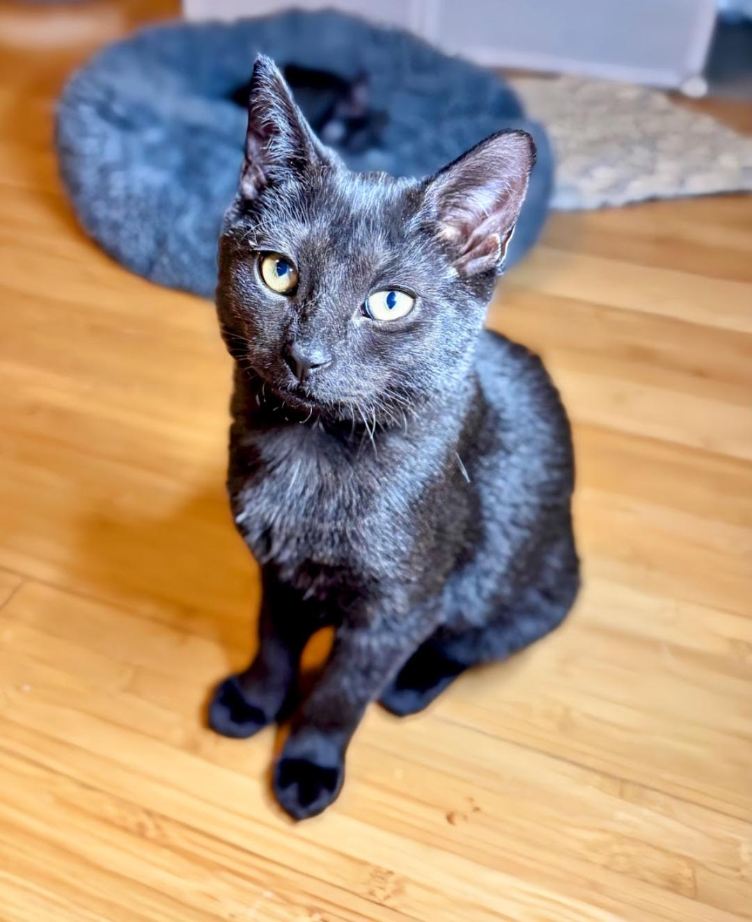 Enlarge MABIKA, a ADOPTABLE Domestic Short Hair in East Greenwich, RI image 1/6