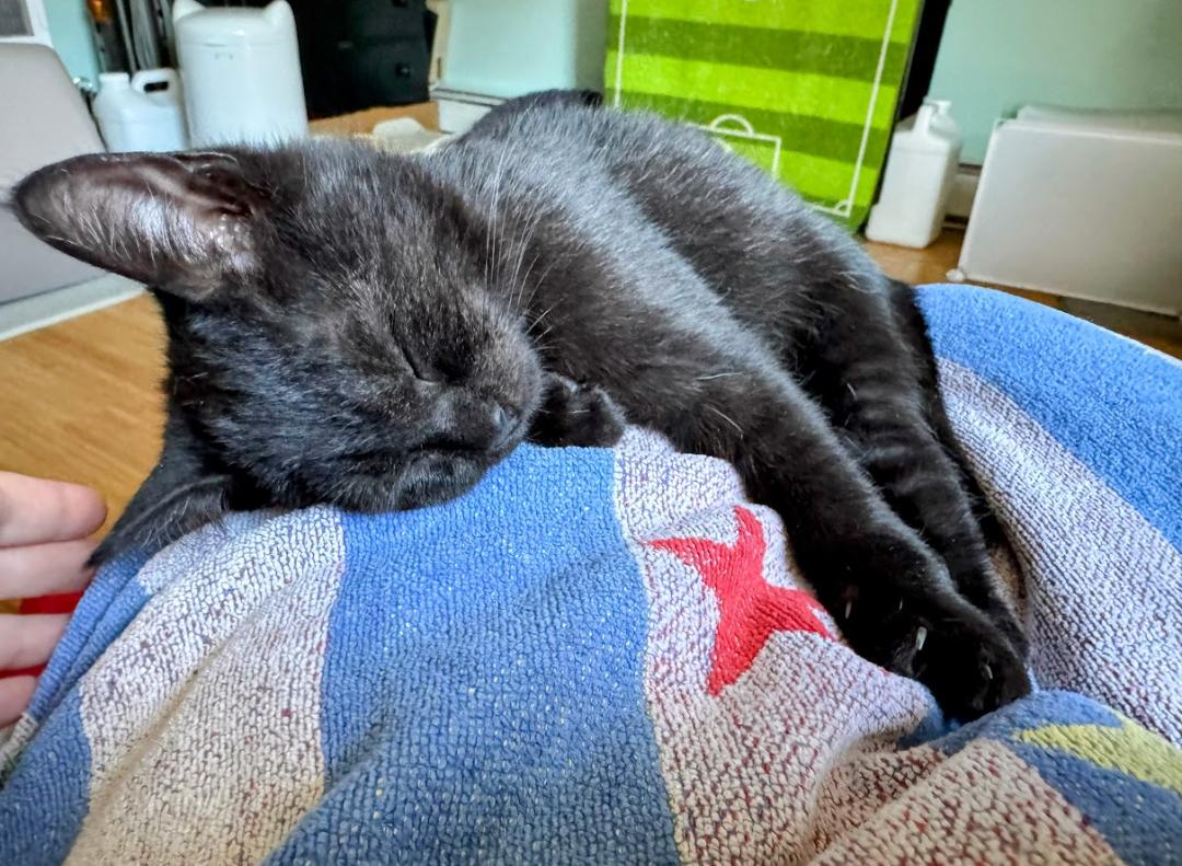 Enlarge MABIKA, a ADOPTABLE Domestic Short Hair in East Greenwich, RI image 2/6