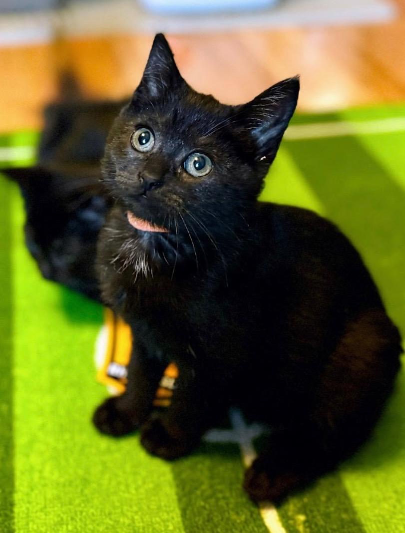 Enlarge MABIKA, a ADOPTABLE Domestic Short Hair in East Greenwich, RI image 3/6