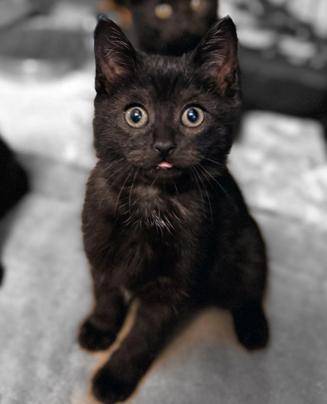 Enlarge MABIKA, a ADOPTABLE Domestic Short Hair in East Greenwich, RI image 4/6