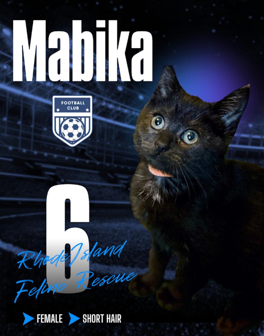 Enlarge MABIKA, a ADOPTABLE Domestic Short Hair in East Greenwich, RI image 5/6