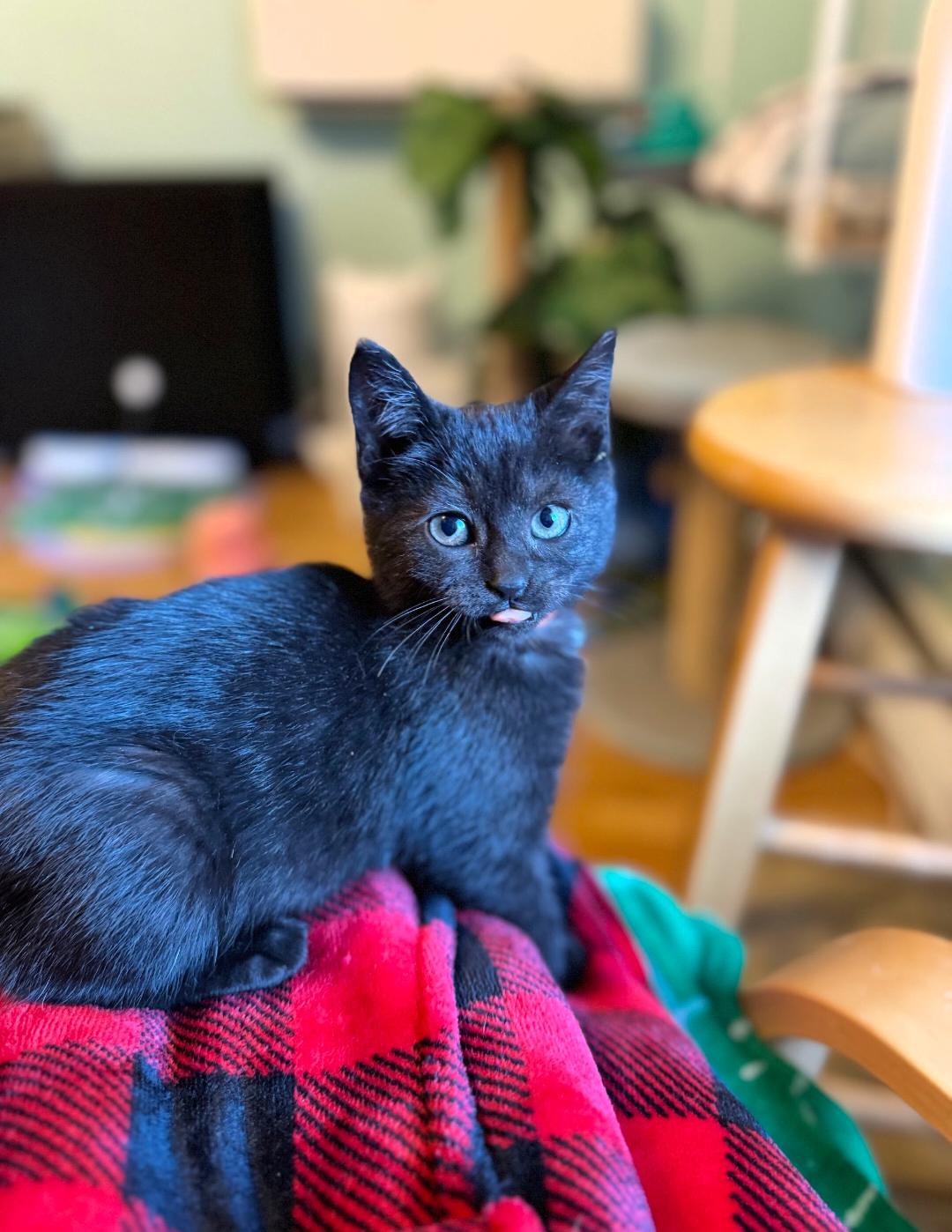 Enlarge MABIKA, a ADOPTABLE Domestic Short Hair in East Greenwich, RI image 6/6