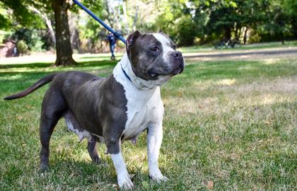 Boba, Adoptable, Senior Female Fox Terrier & Fox Terrier.