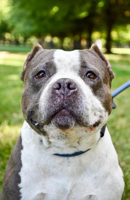 Enlarge Boba, a Adoptable mixed breed in Yakima, WA image 2/3