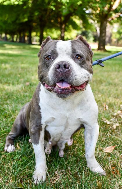 Enlarge Boba, a Adoptable mixed breed in Yakima, WA image 3/3