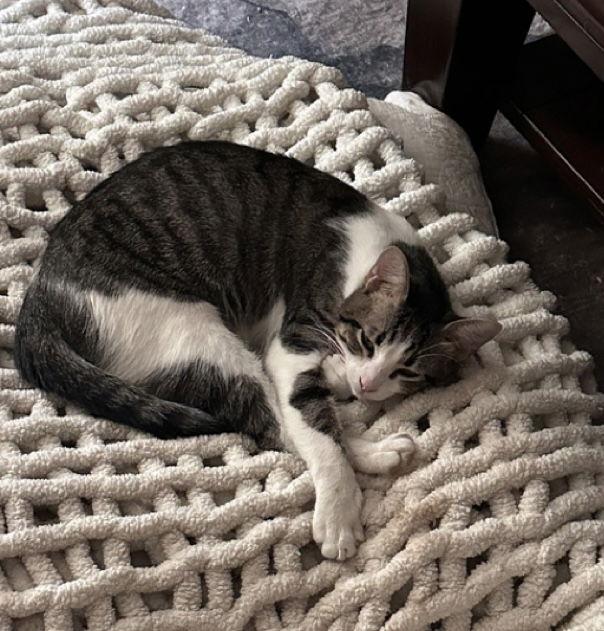 Enlarge Sweety, a Adoptable Domestic Short Hair in Montgomery, TX image 1/1