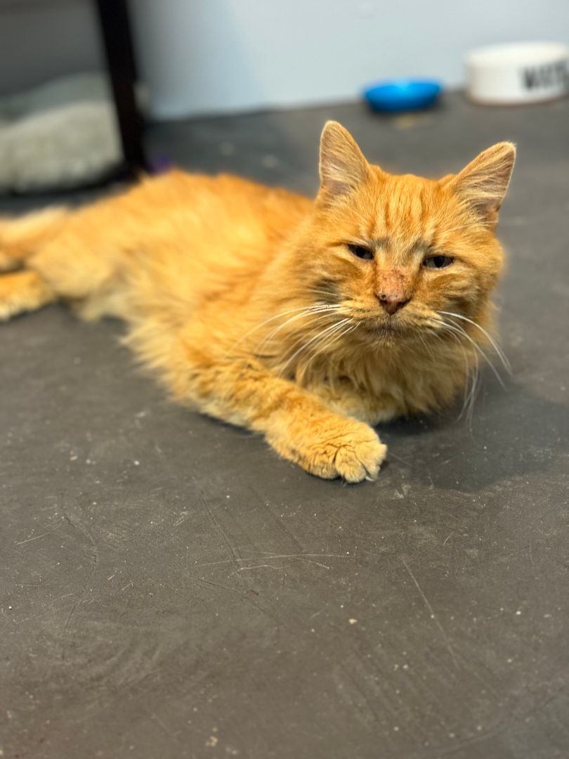 Scar, Adopted, Senior Male Domestic Long Hair.