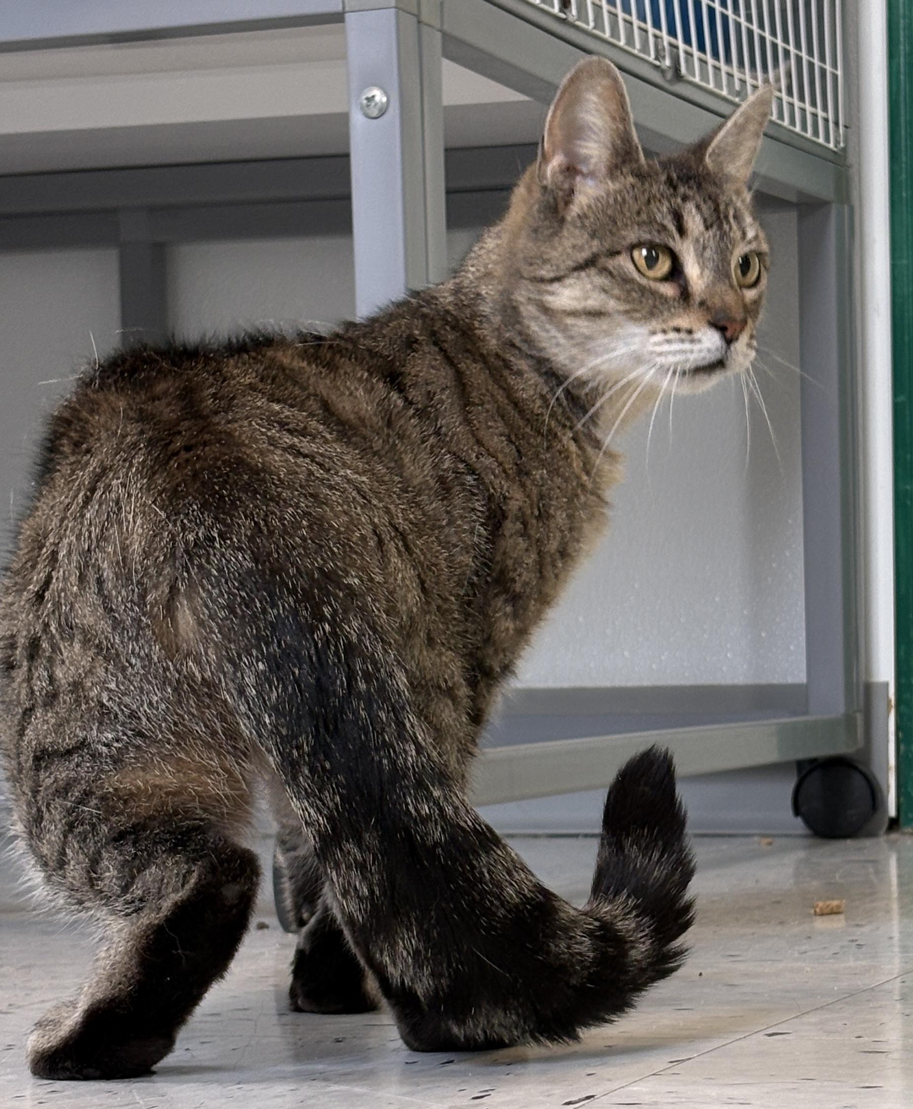 Z.Z. Ziff, a Adoptable Domestic Short Hair in Providence, RI image 2/6