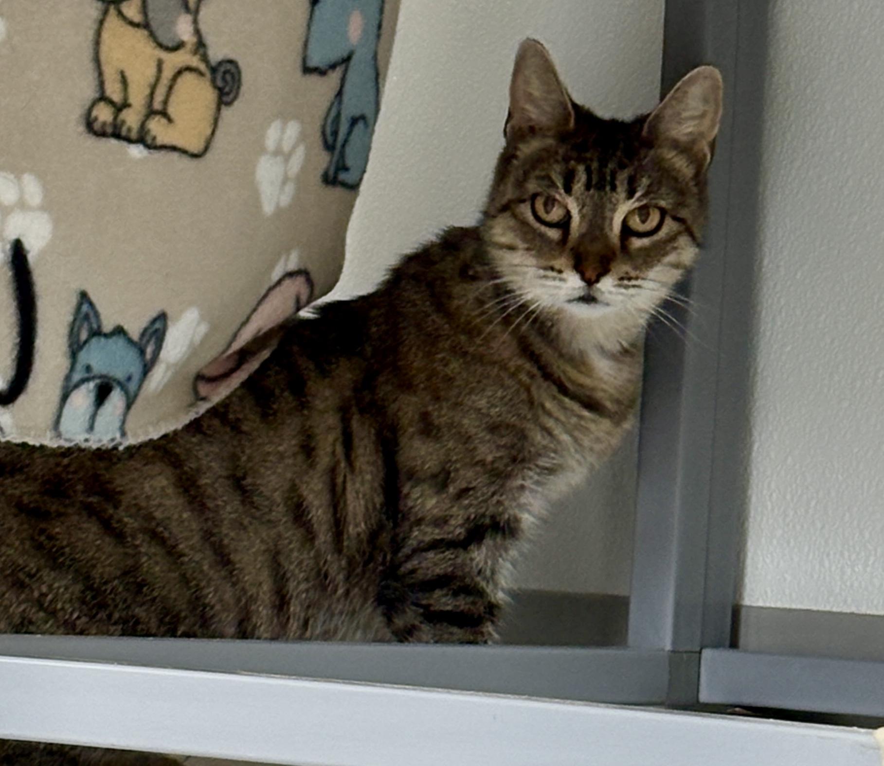 Z.Z. Ziff, a Adoptable Domestic Short Hair in Providence, RI image 3/6