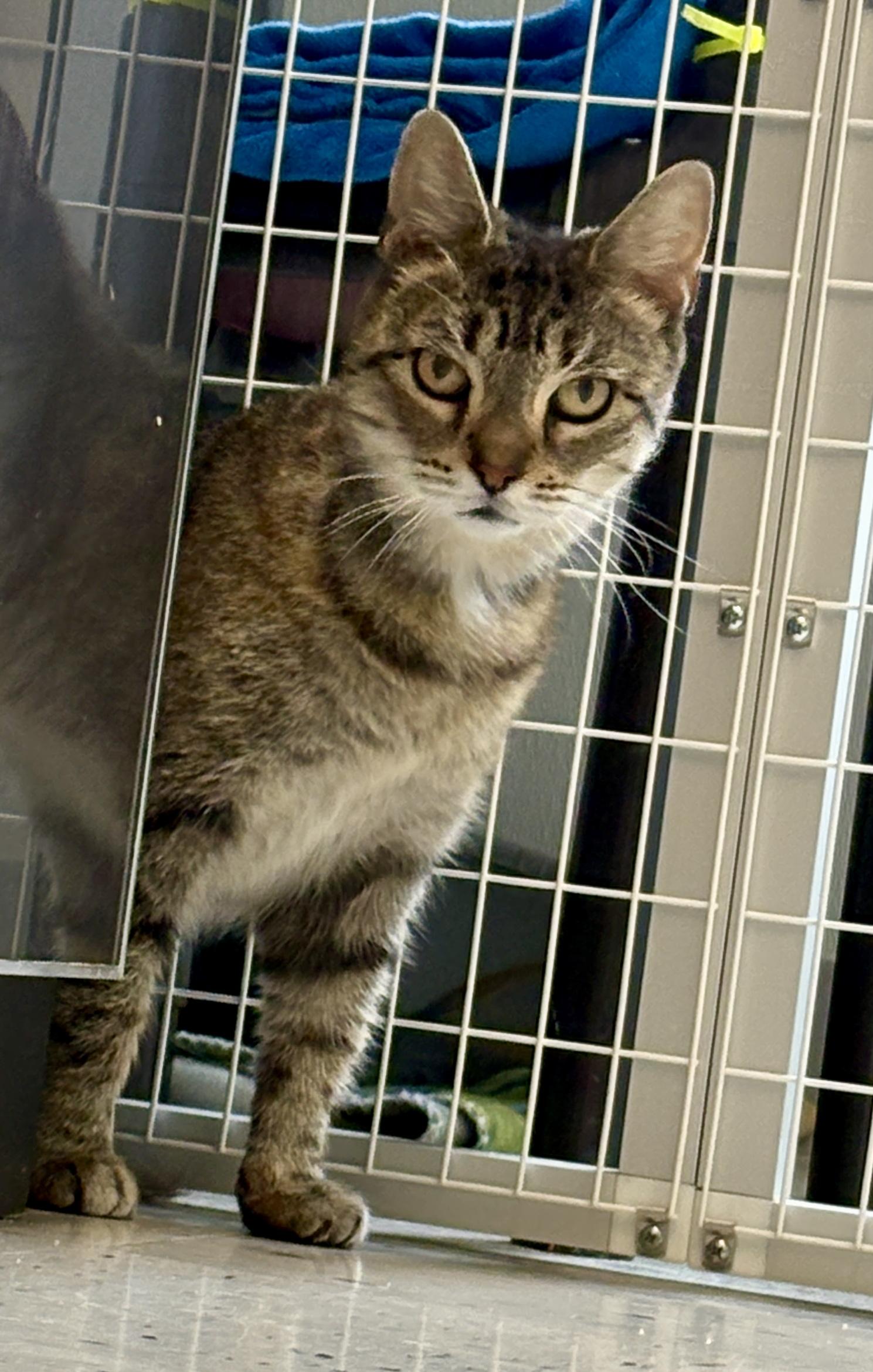 Z.Z. Ziff, a Adoptable Domestic Short Hair in Providence, RI image 4/6