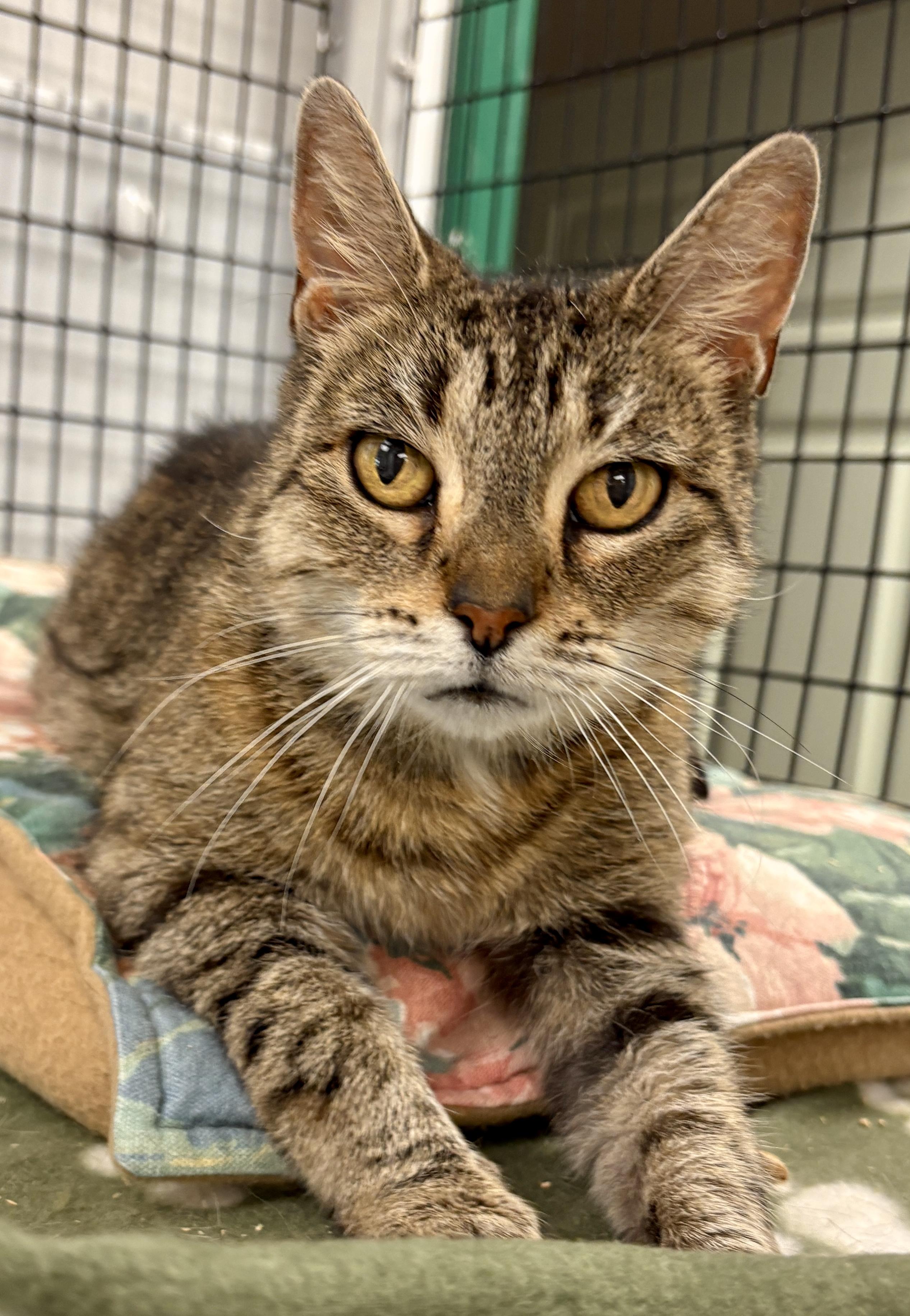 Z.Z. Ziff, a Adoptable Domestic Short Hair in Providence, RI image 5/6