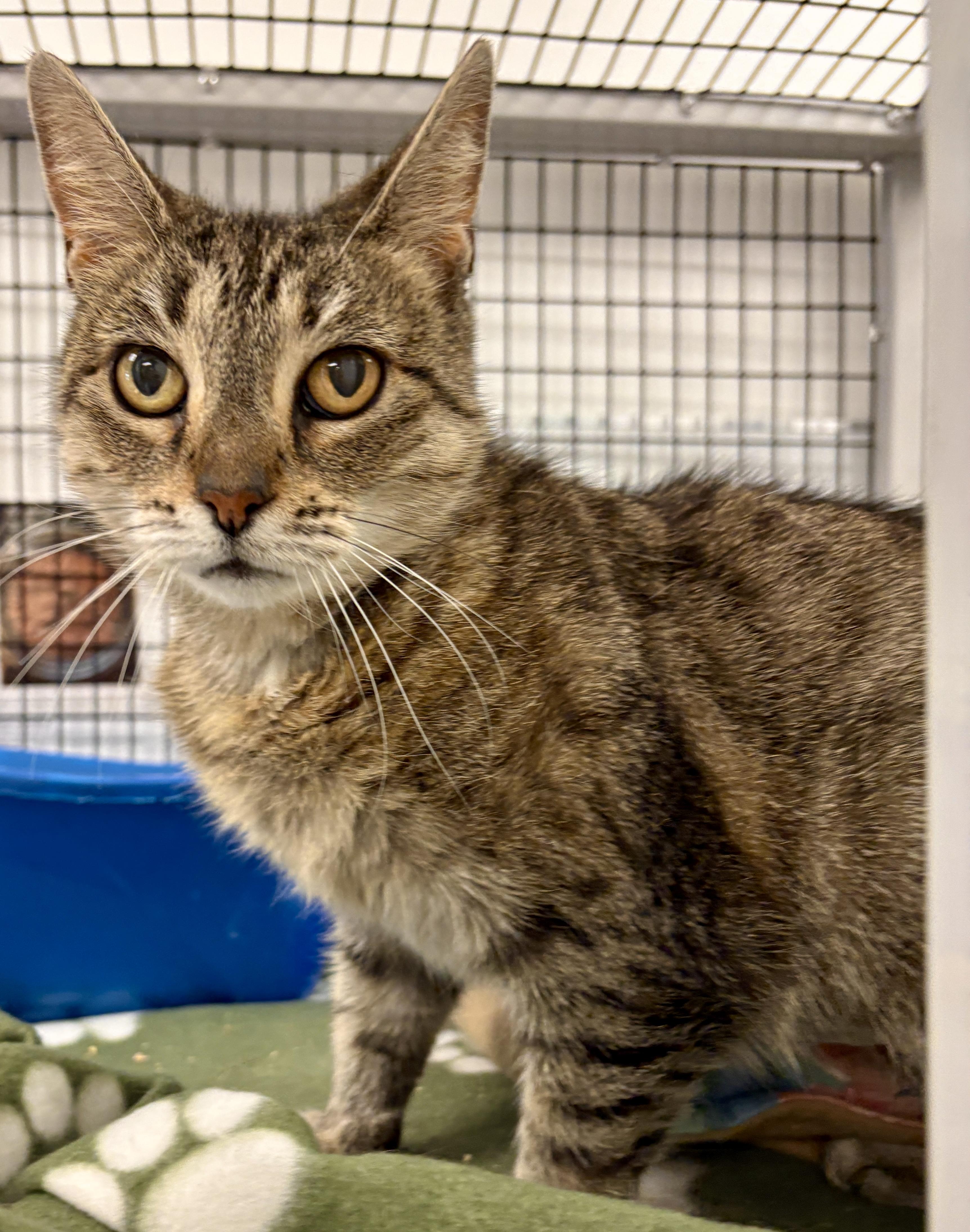 Z.Z. Ziff, a Adoptable Domestic Short Hair in Providence, RI image 6/6