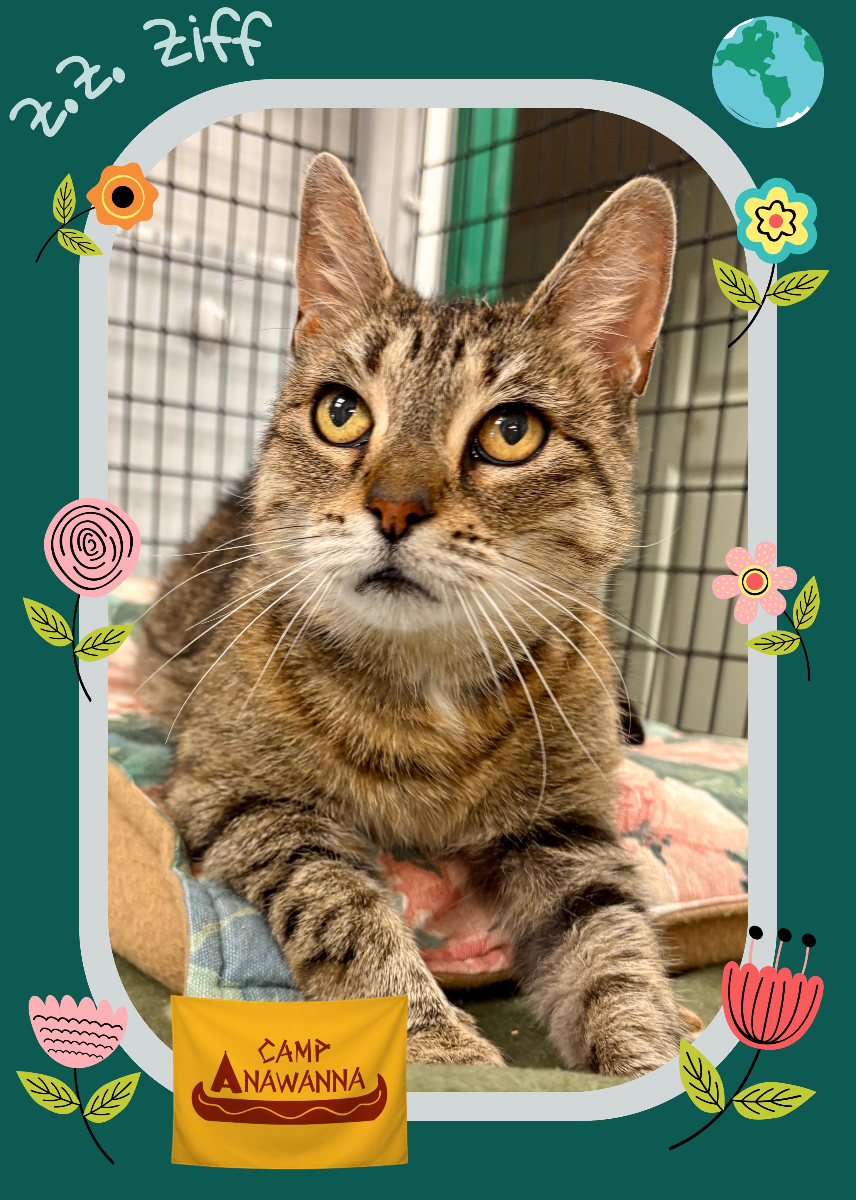 Z.Z. Ziff, a Adoptable Domestic Short Hair in Providence, RI image 1/6
