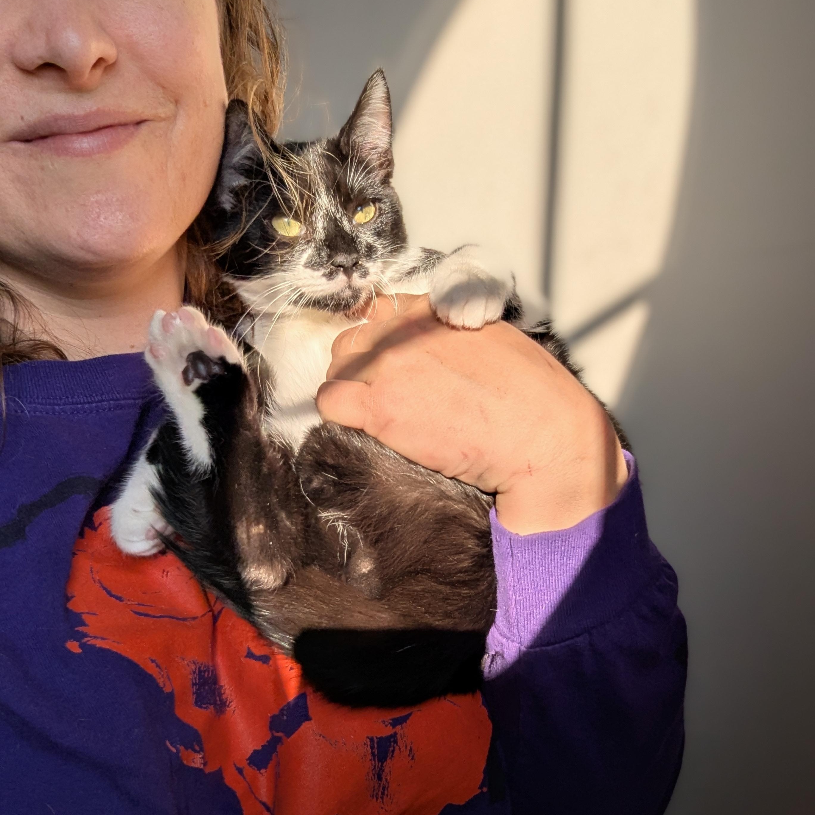 Enlarge Luke (bonded with Leah), a Adoptable Domestic Short Hair in Atlanta, GA image 4/6