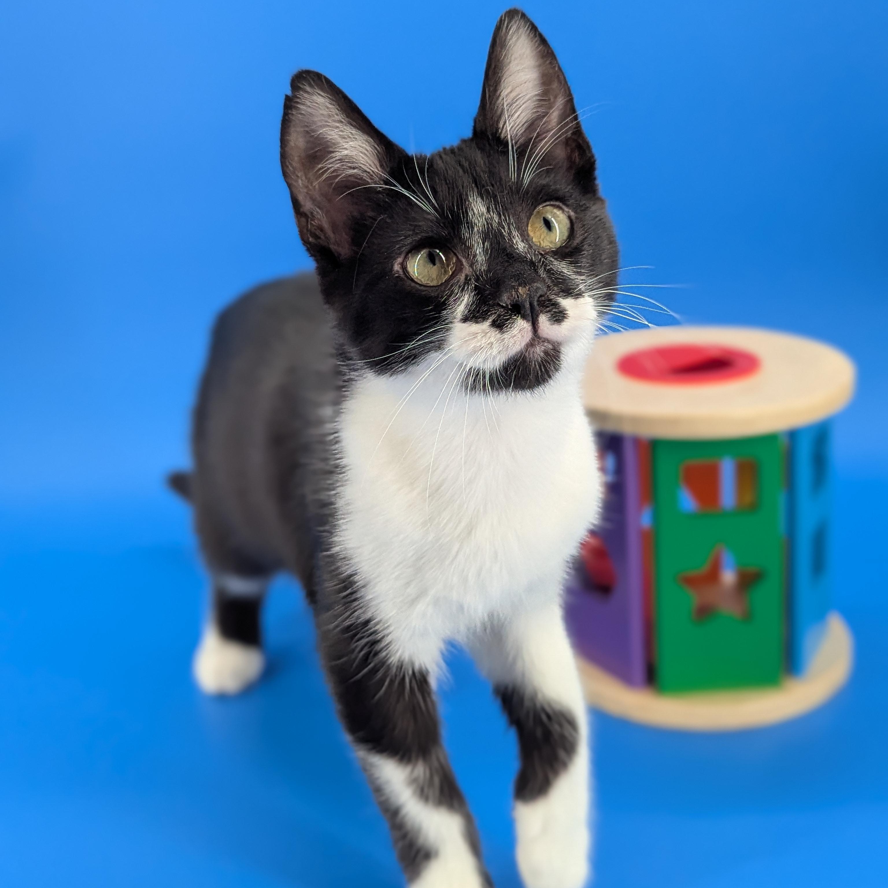 Enlarge Luke (bonded with Leah), a Adoptable Domestic Short Hair in Atlanta, GA image 3/6