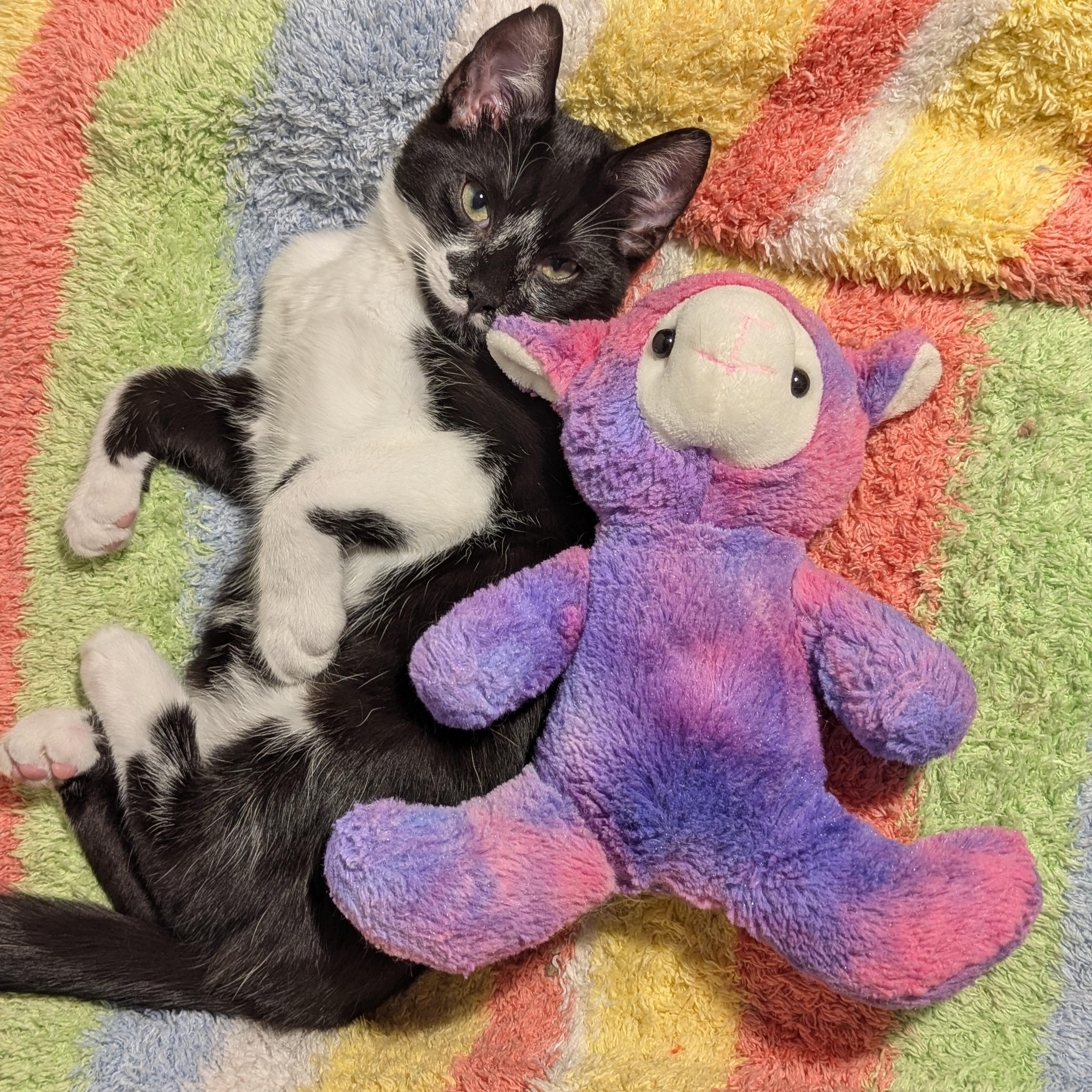 Enlarge Luke (bonded with Leah), a Adoptable Domestic Short Hair in Atlanta, GA image 2/6