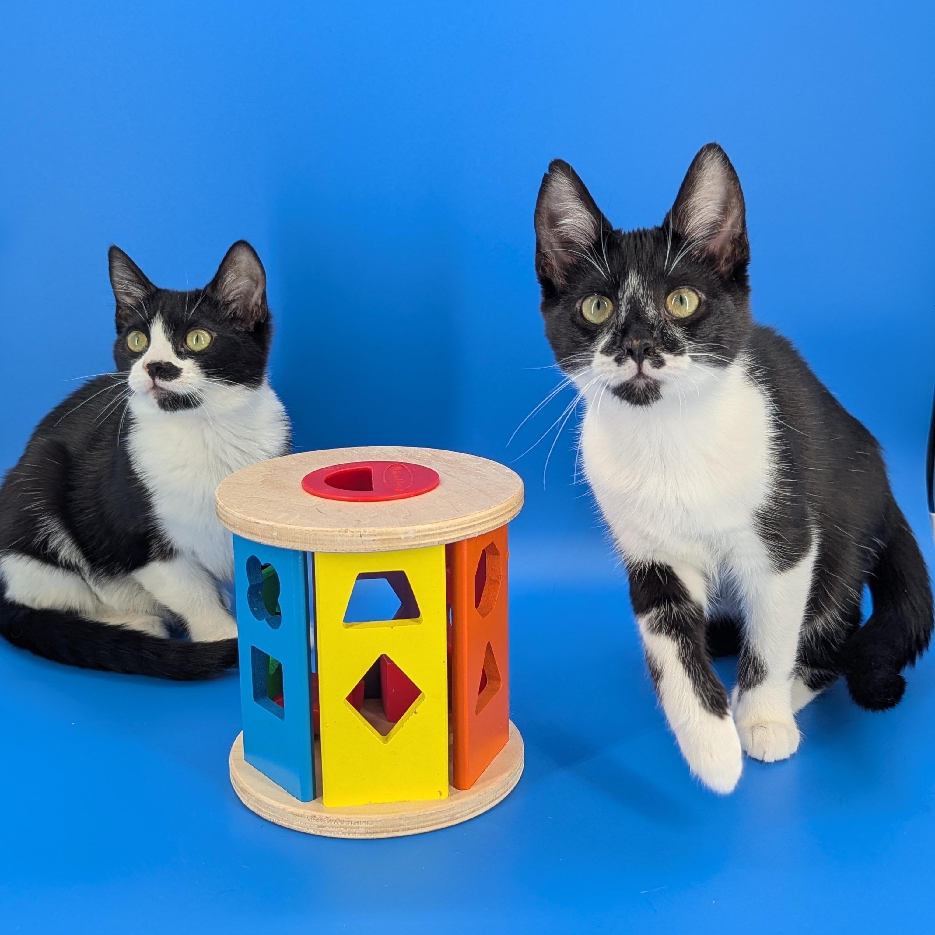 Luke (bonded with Leah), Adoptable, Kitten Male Domestic Short Hair.