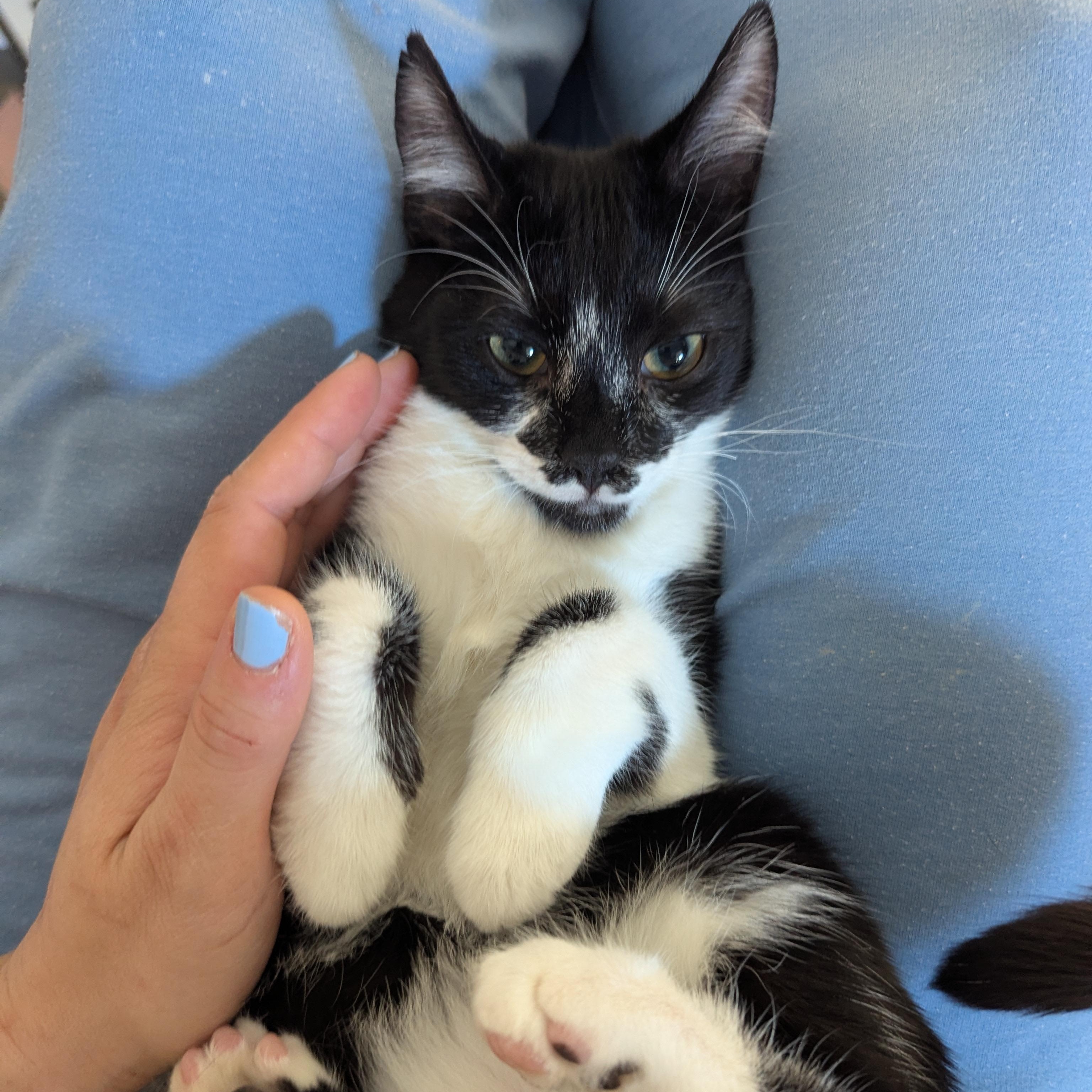 Enlarge Luke (bonded with Leah), a Adoptable Domestic Short Hair in Atlanta, GA image 6/6