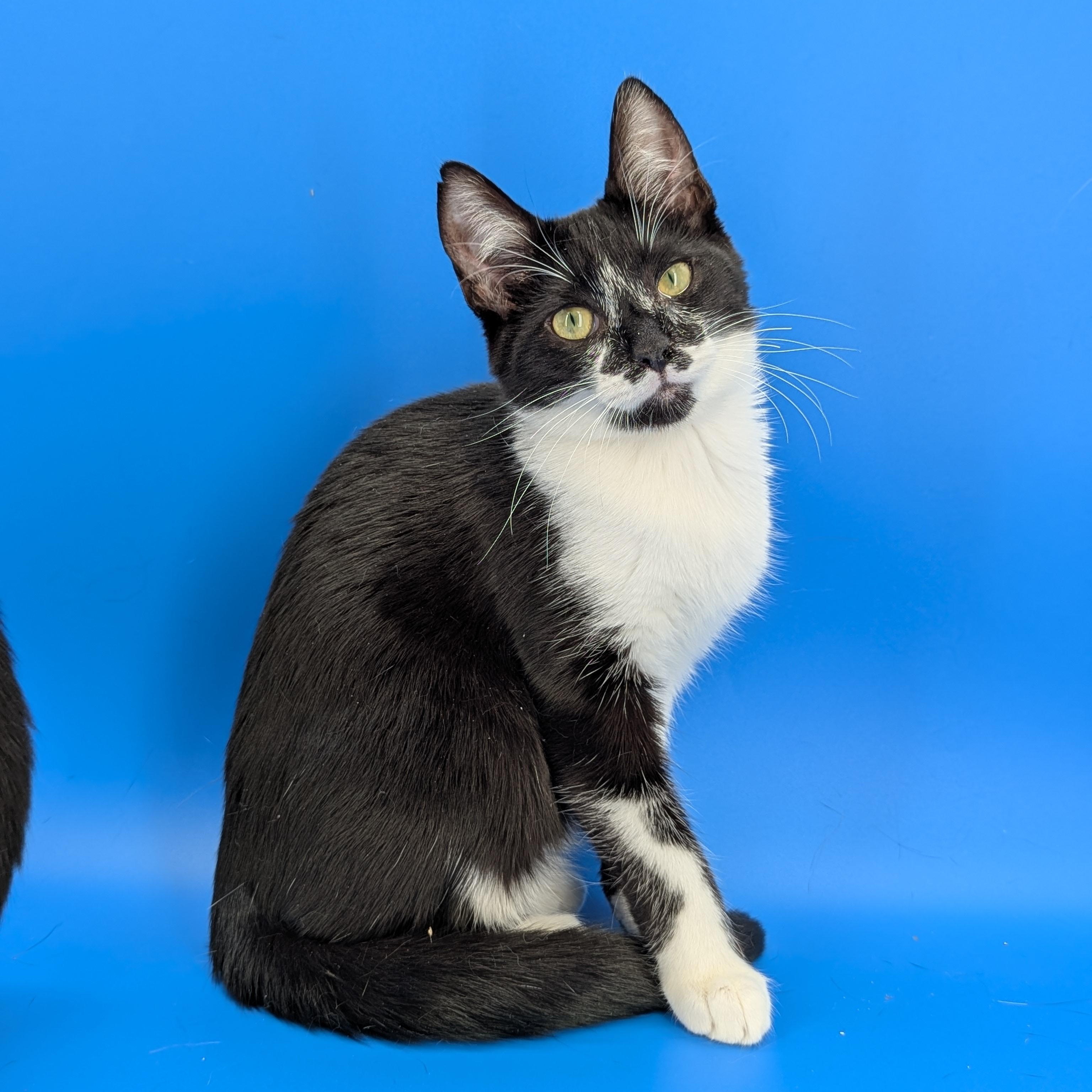 Enlarge Luke (gentle genious), a Adoptable Domestic Short Hair in Atlanta, GA image 1/6