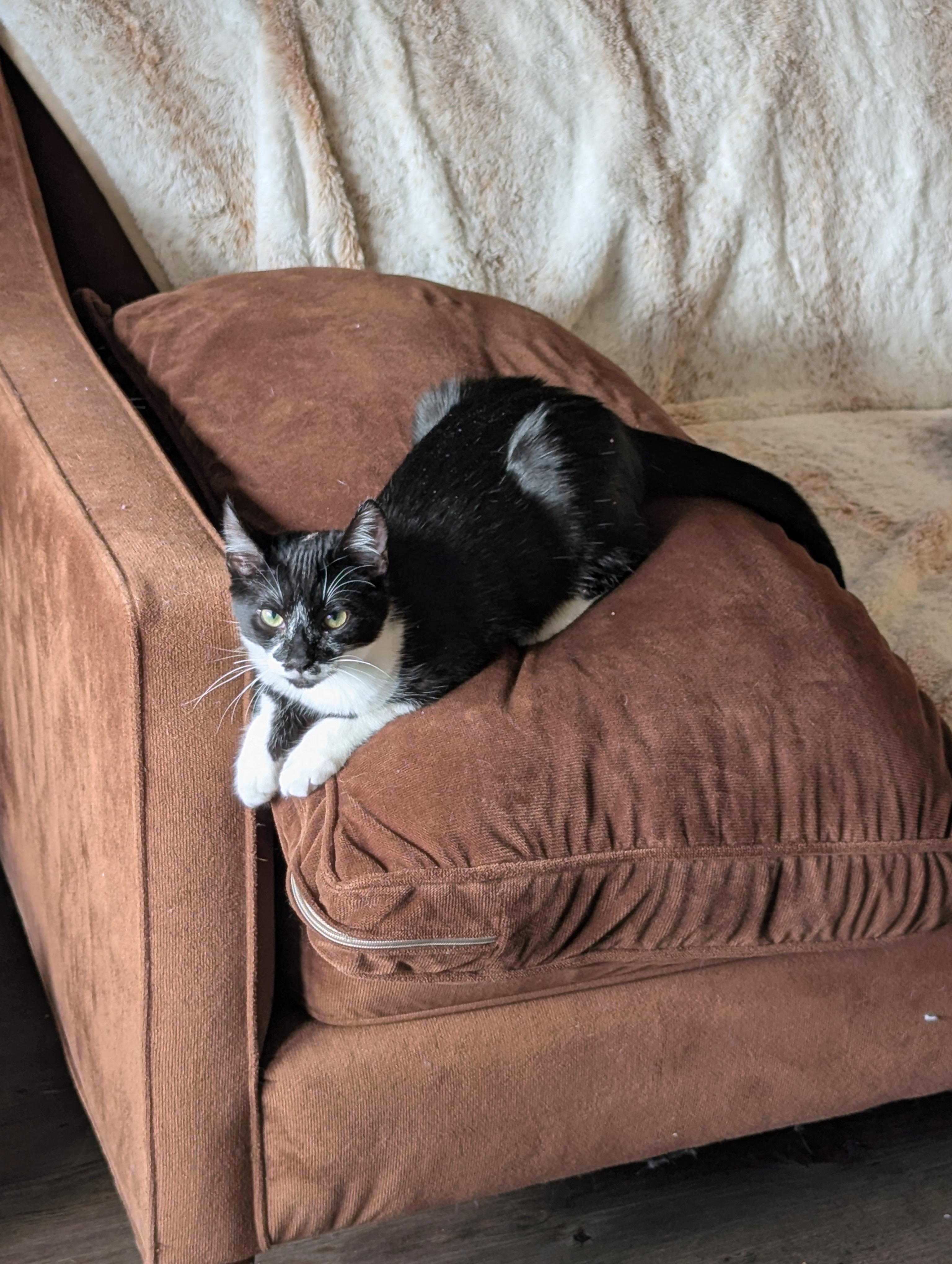 Enlarge Luke (gentle genious), a Adoptable Domestic Short Hair in Atlanta, GA image 6/6