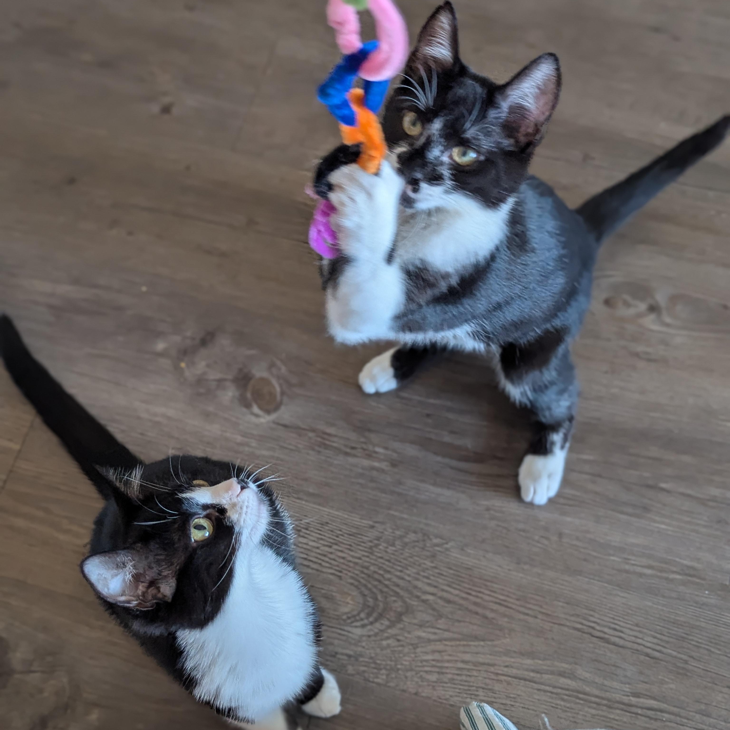 Enlarge Luke (bonded with Leah), a Adoptable Domestic Short Hair in Atlanta, GA image 5/6