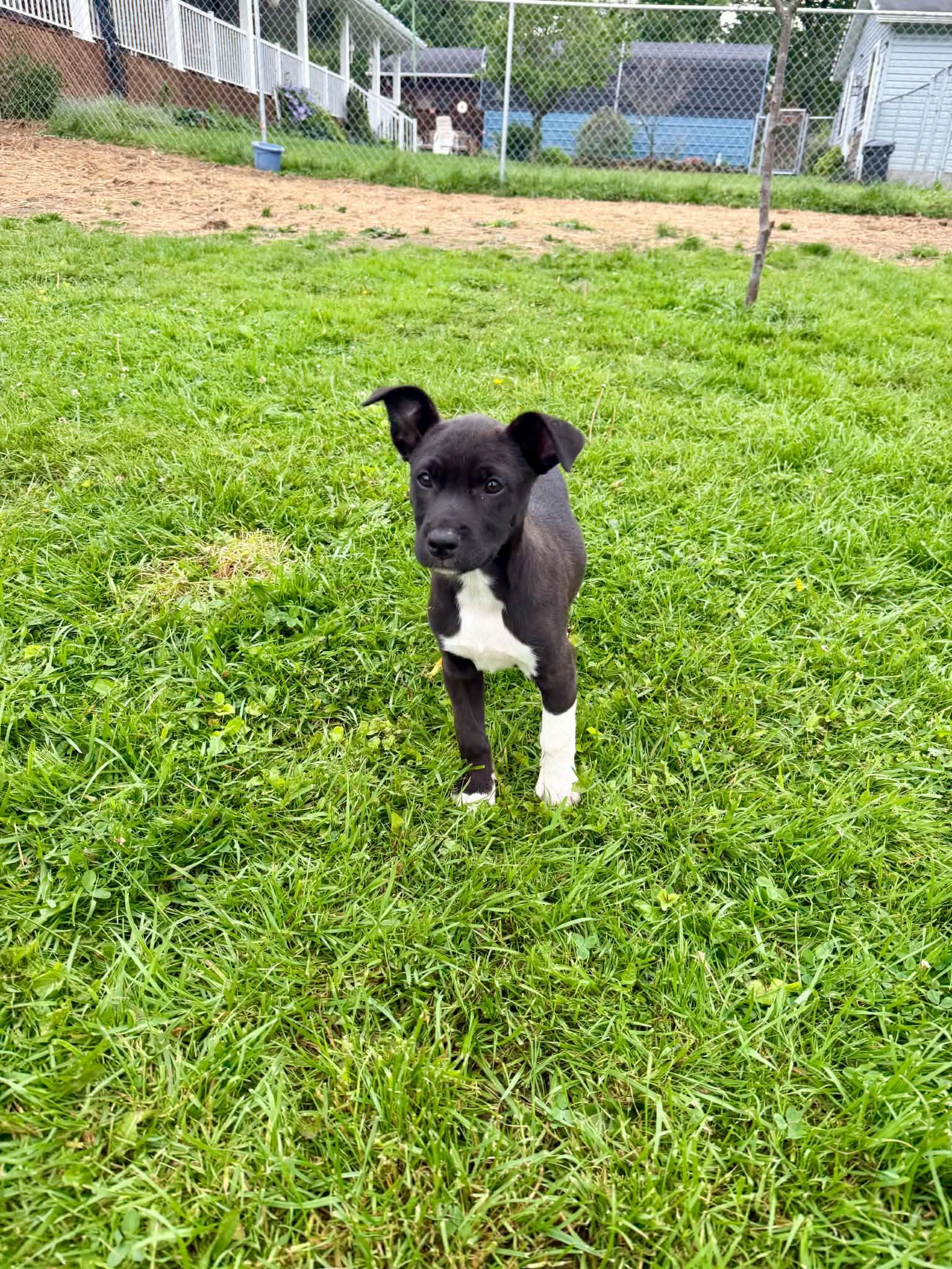 Gatsby, a ADOPTABLE mixed breed in Hatfield, PA image 4/6